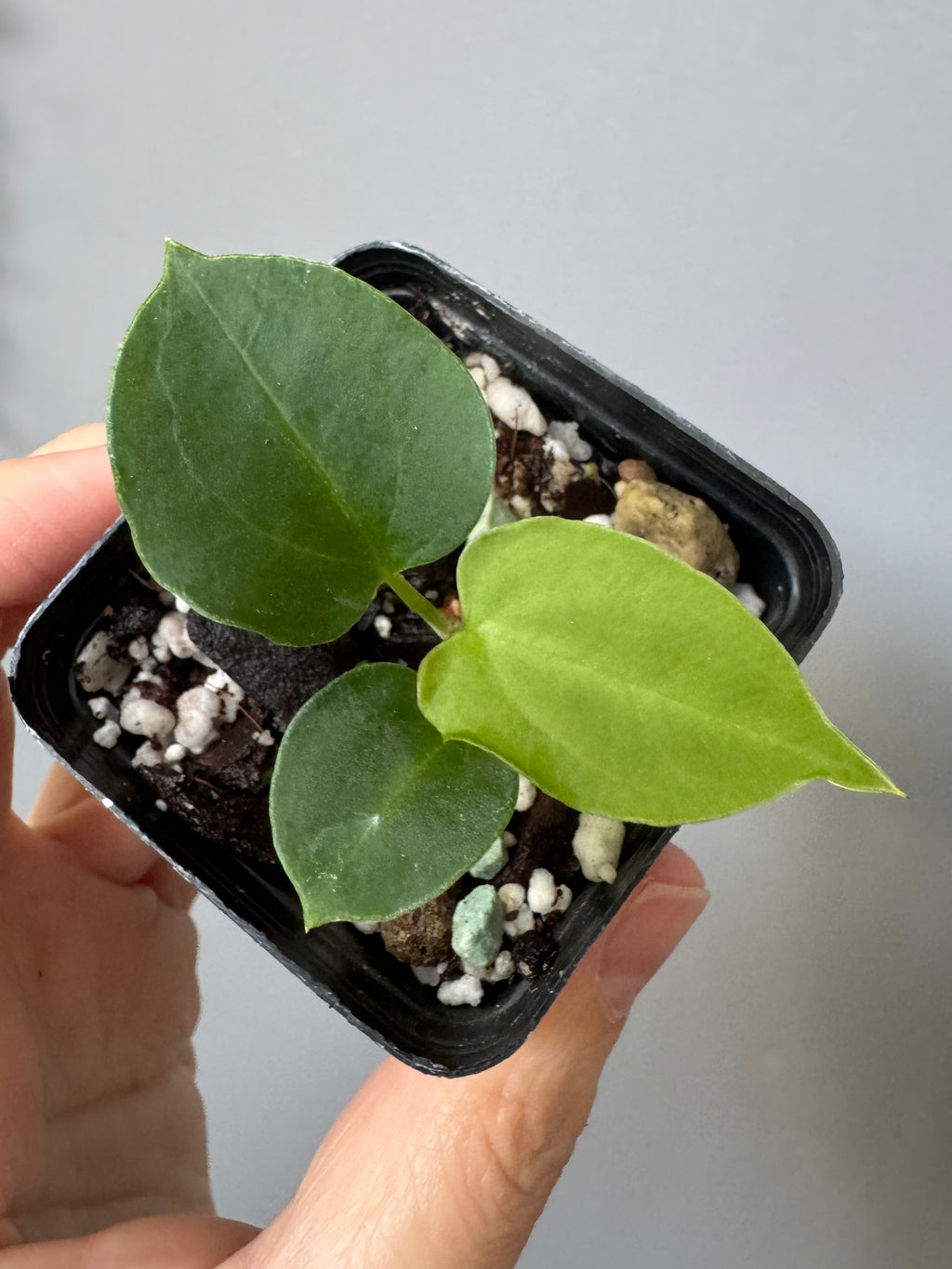 Anthurium papillilaminum x Darkest Panama (#2)