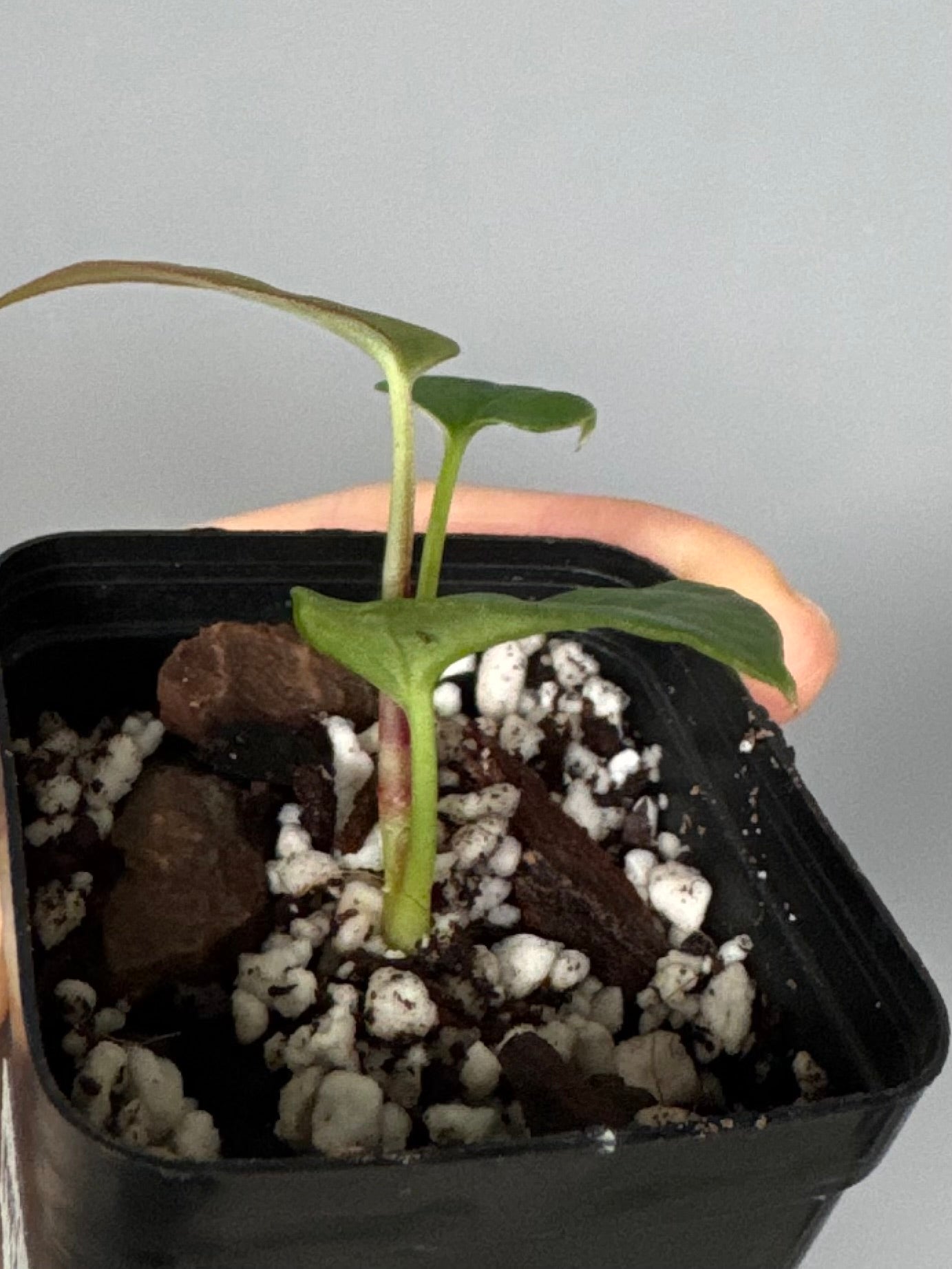 Anthurium Papillilaminum Hybrid xself