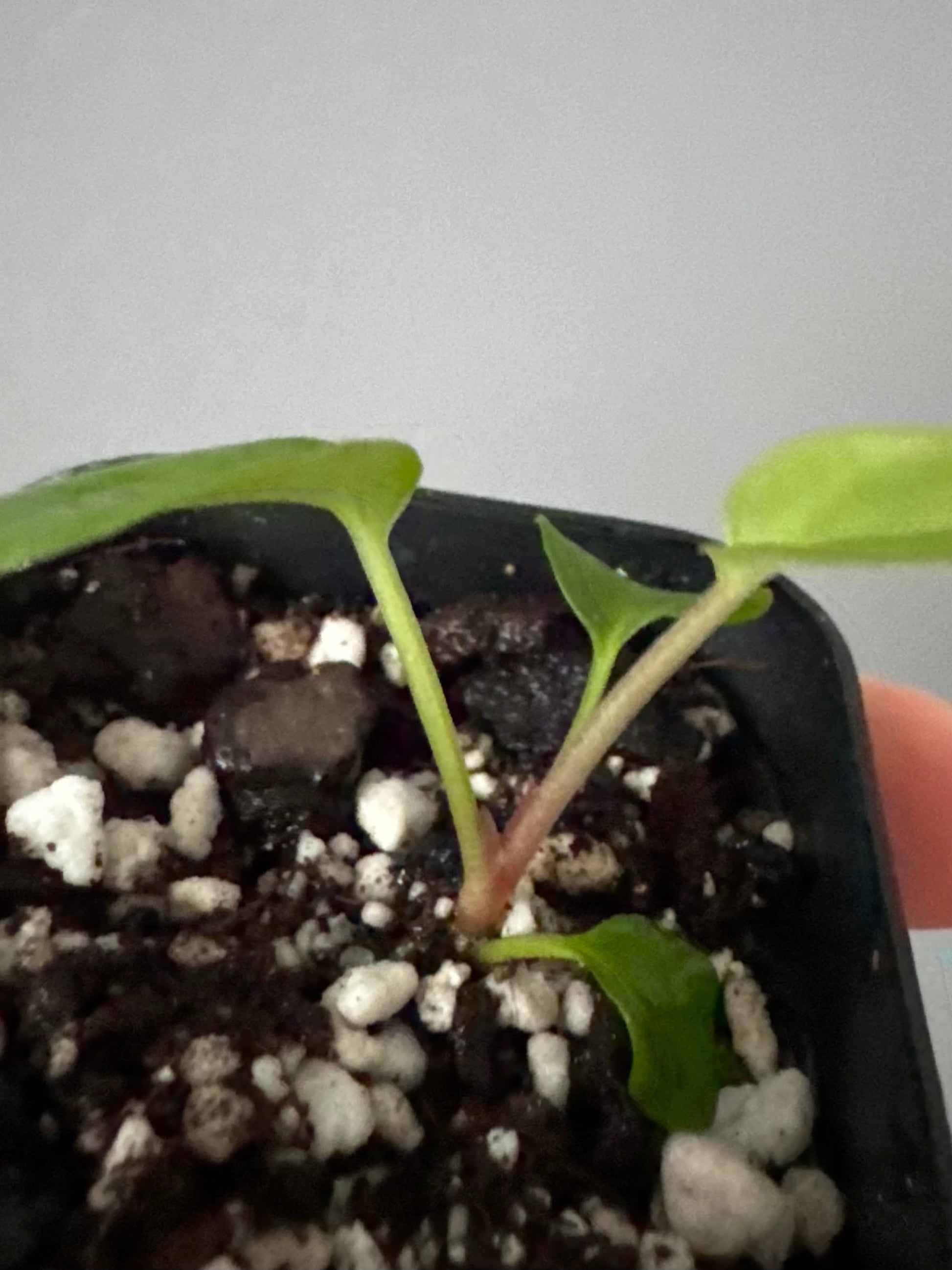 Anthurium Besseae aff. x warocqueanum