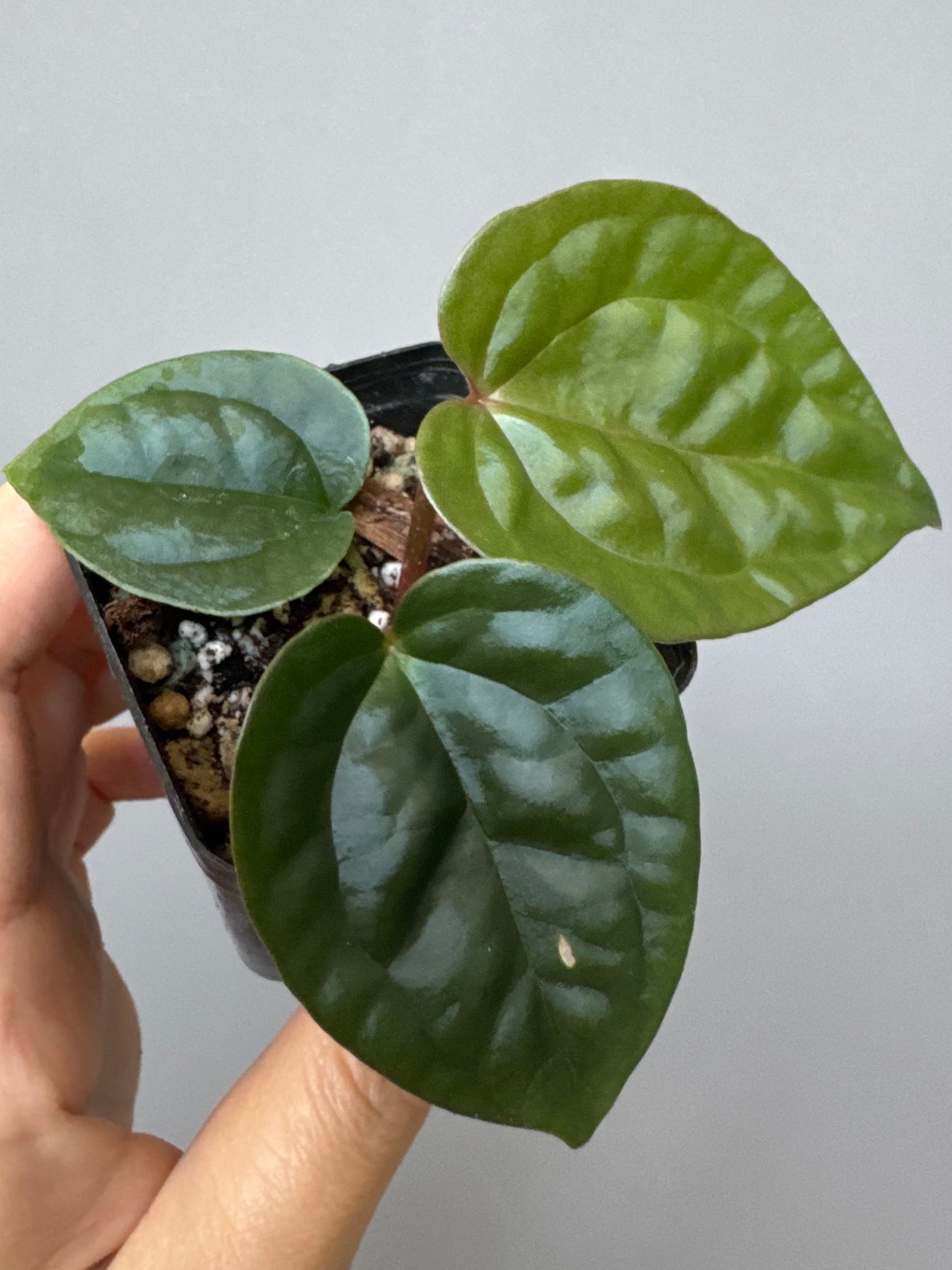 Anthurium ZxM x luxurians