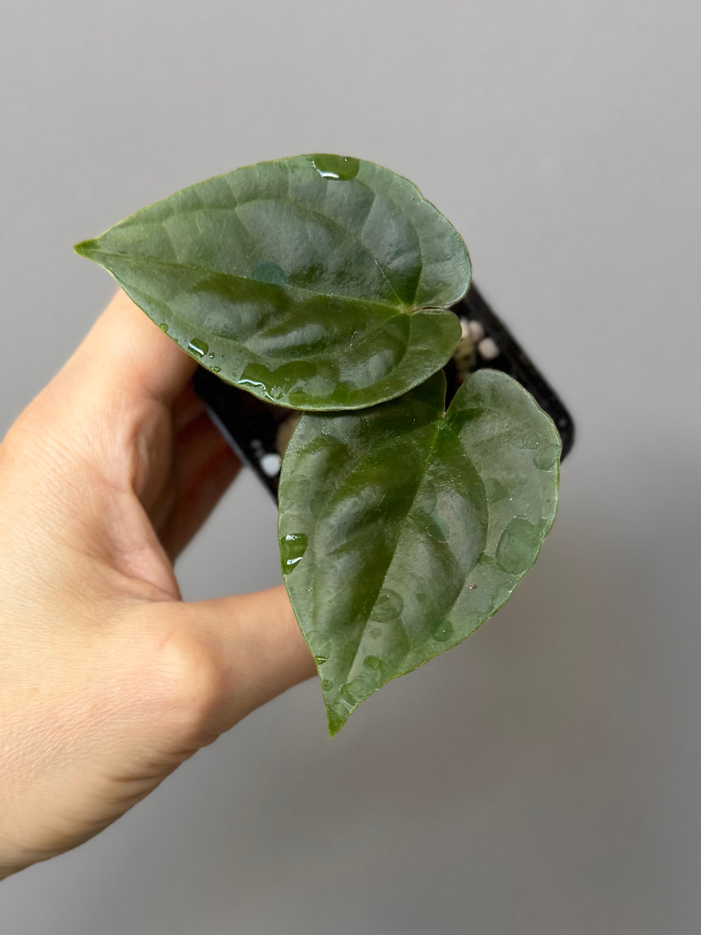 Anthurium (Besseae aff. x warocqueanum) x luxurians