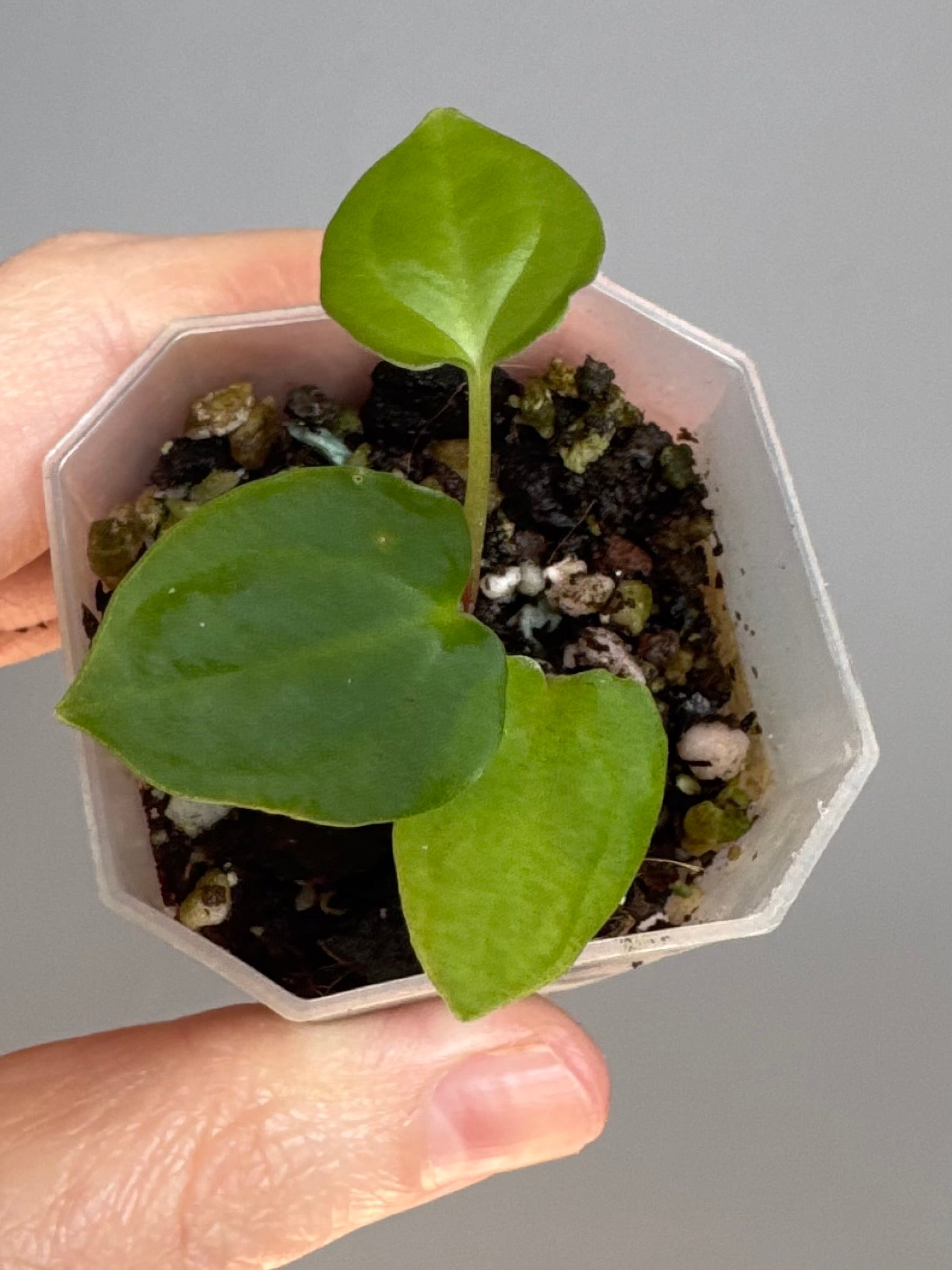 Anthurium BVEP x (Red Crystallinum x BVEP) (by 4aroids)