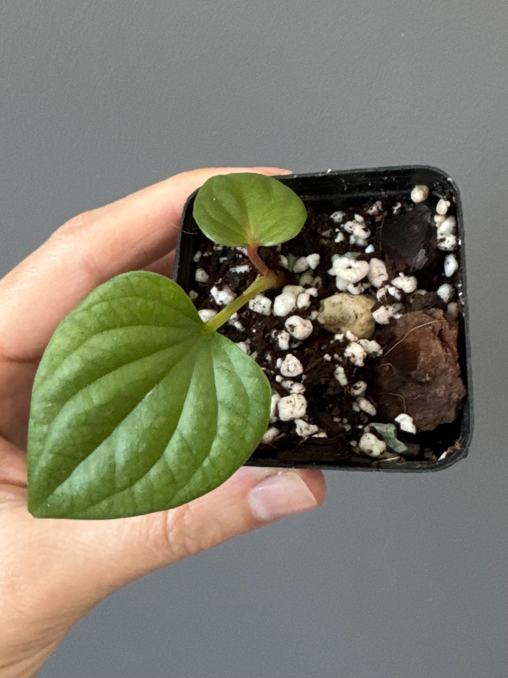 Anthurium luxurians x nigrolaminum ‚Gigi‘
