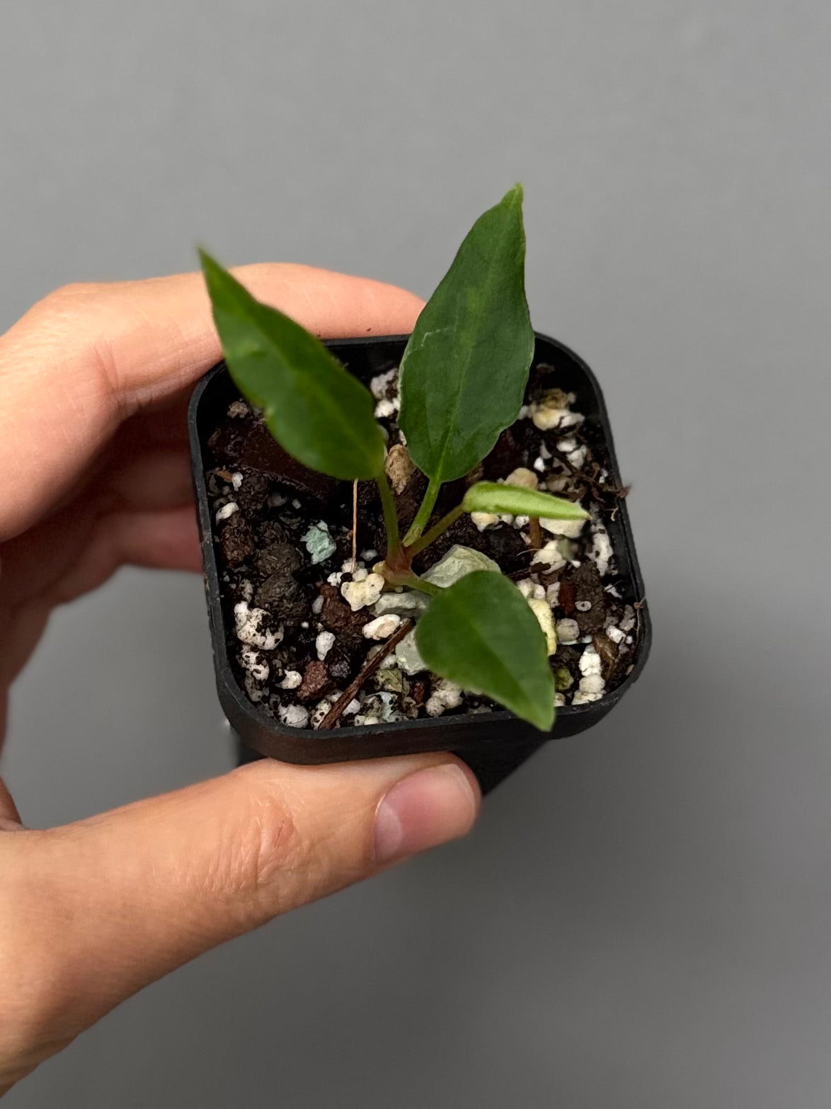 Anthurium ((magnificum x crystallinum) x NoID) X Papillilaminum - Mutation 2