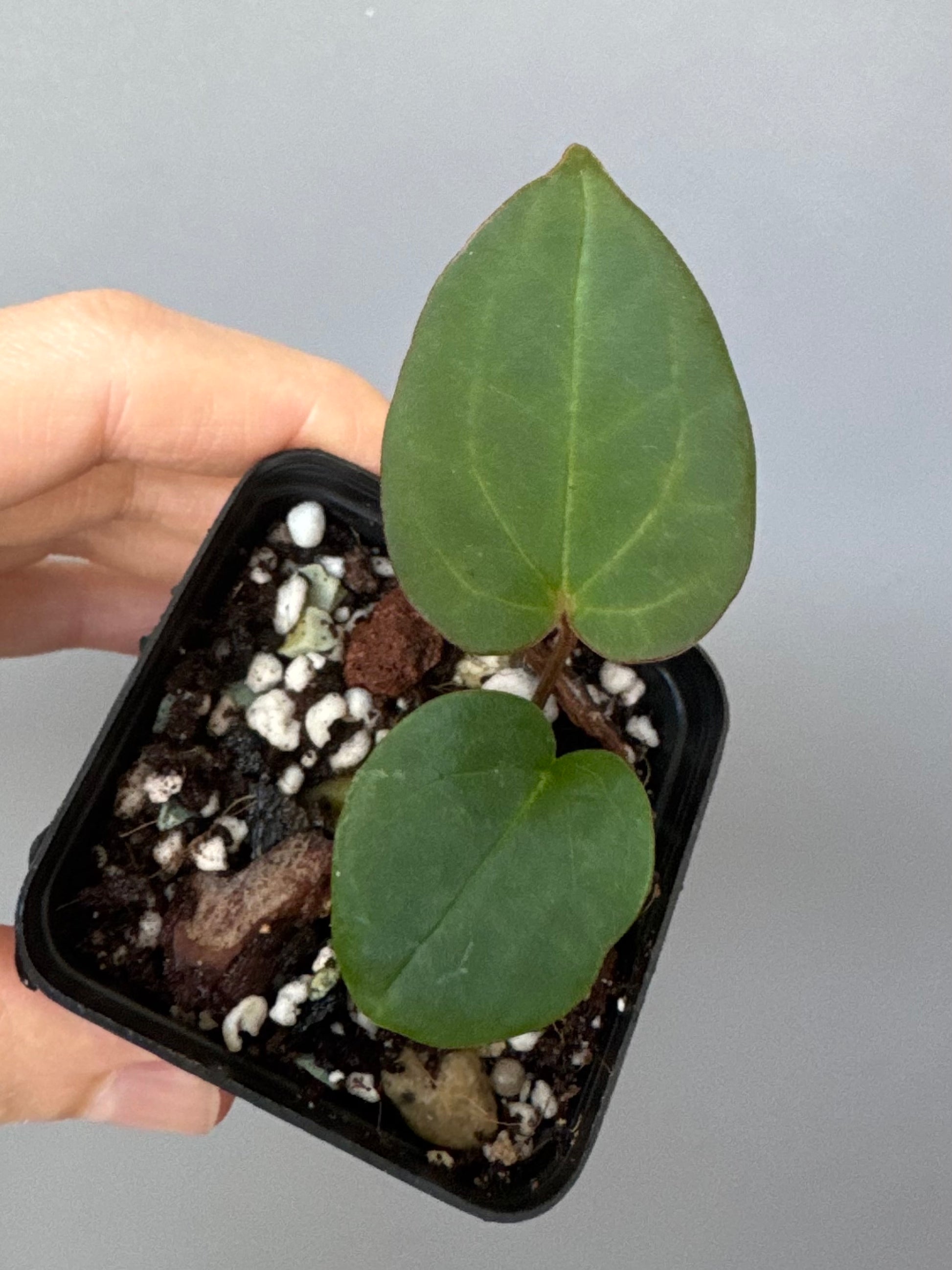 Anthurium ZxM X RVDP cutting