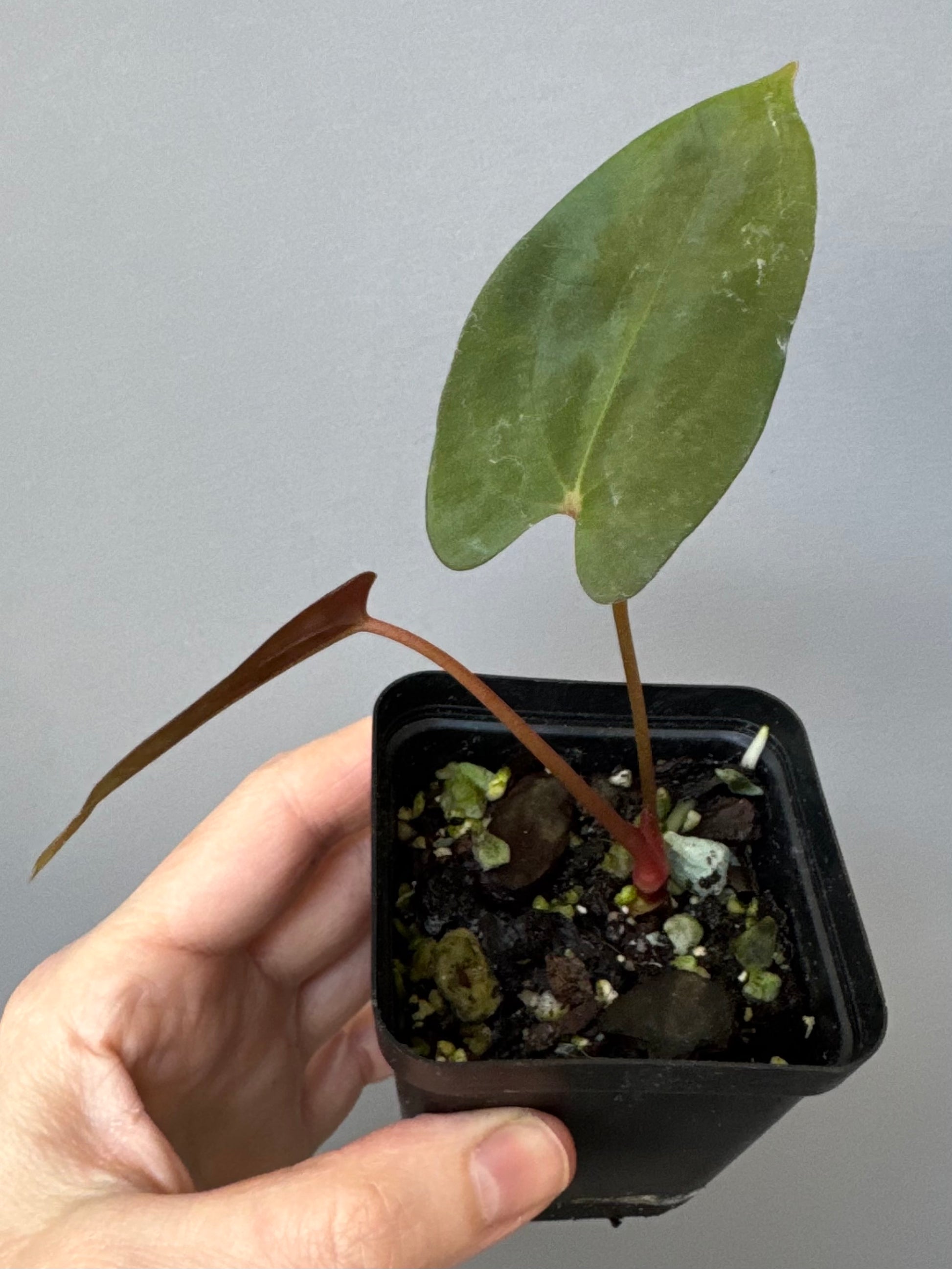 Anthurium Papillilaminum ‘Daniel’ Klon