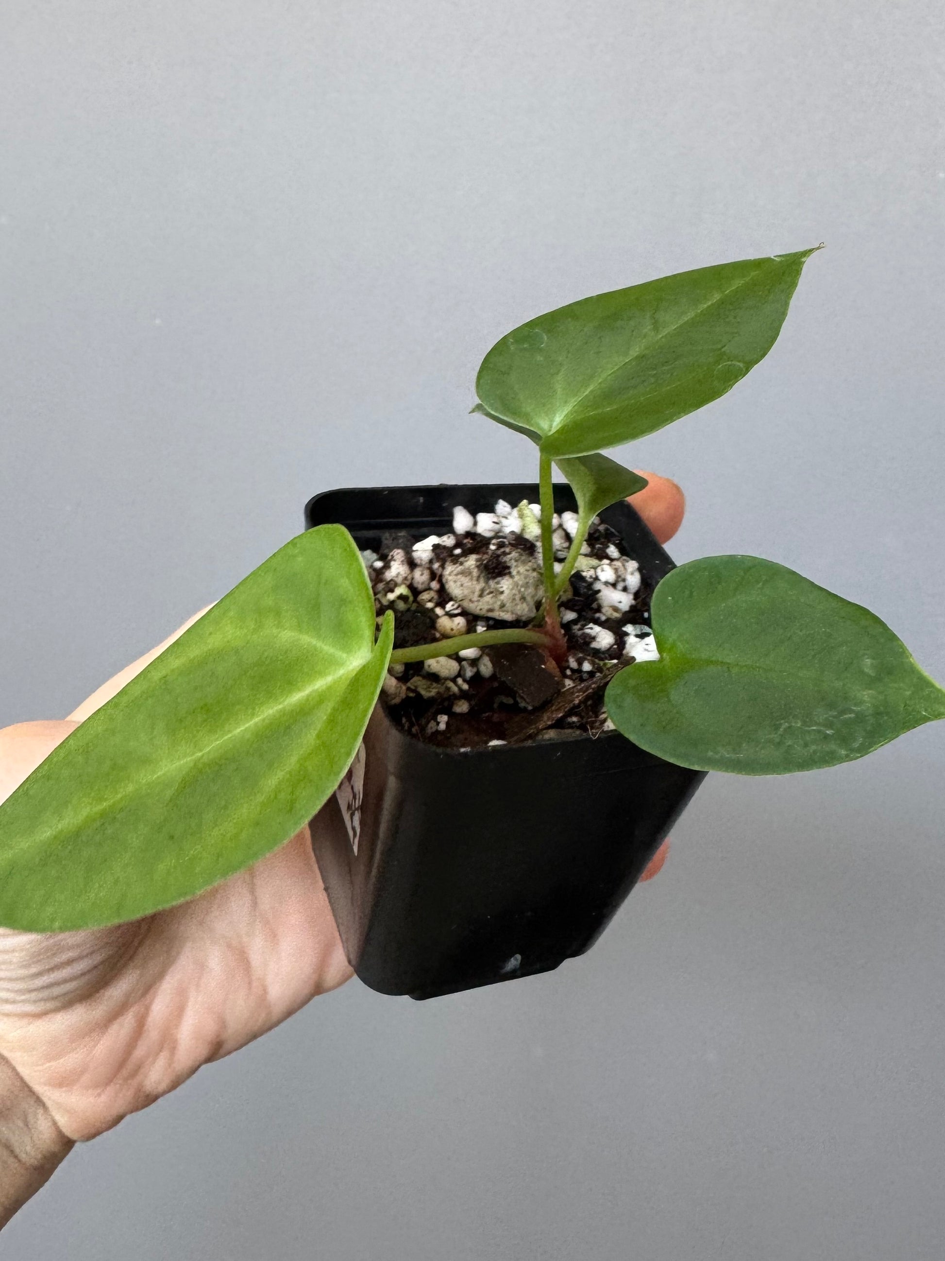 Anthurium (MagCrystal x NoID) x Papillilaminum