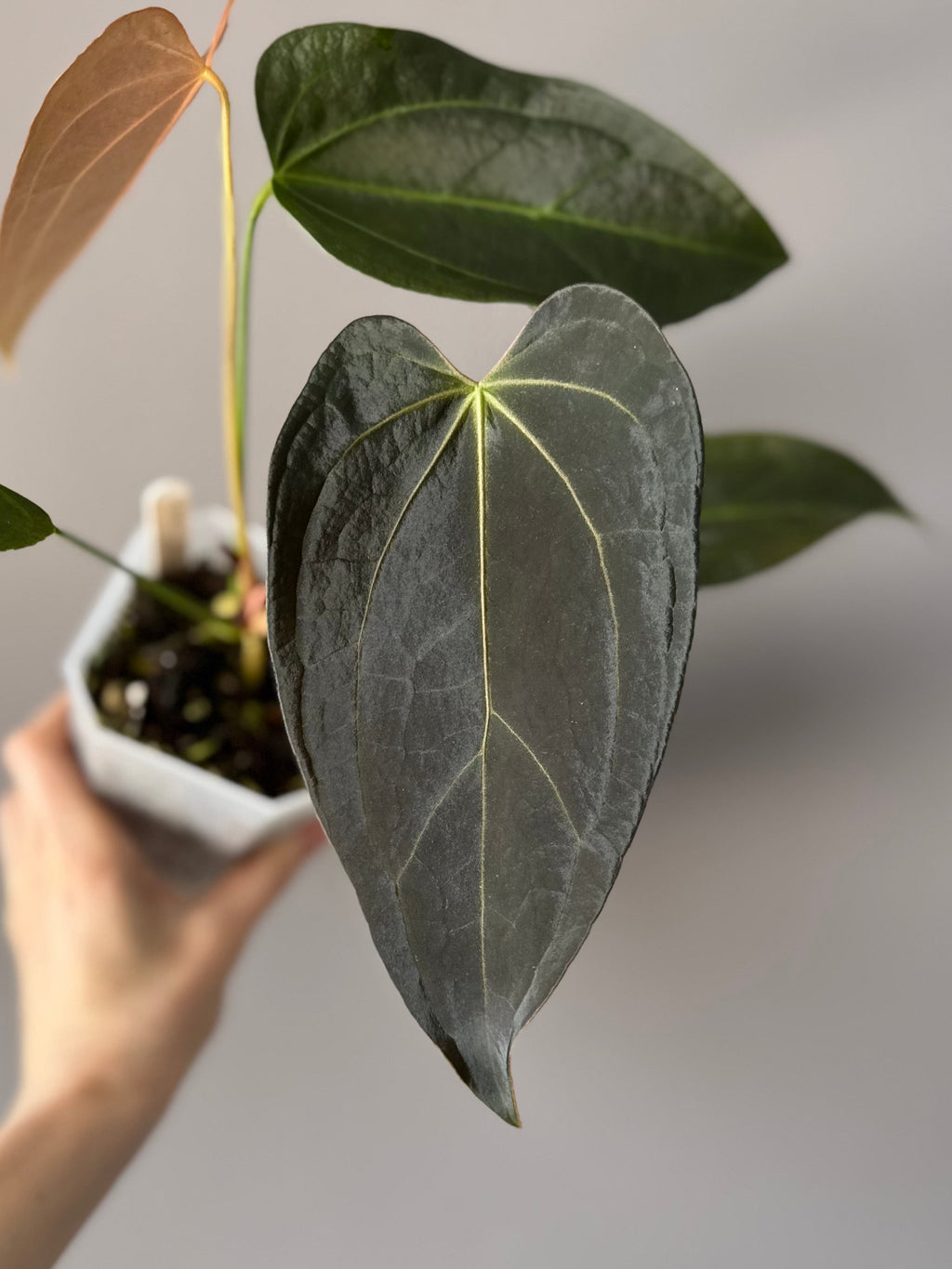 Anthurium (Queen of Hearts x besseae aff OR forgetii) x NSE CarlaX