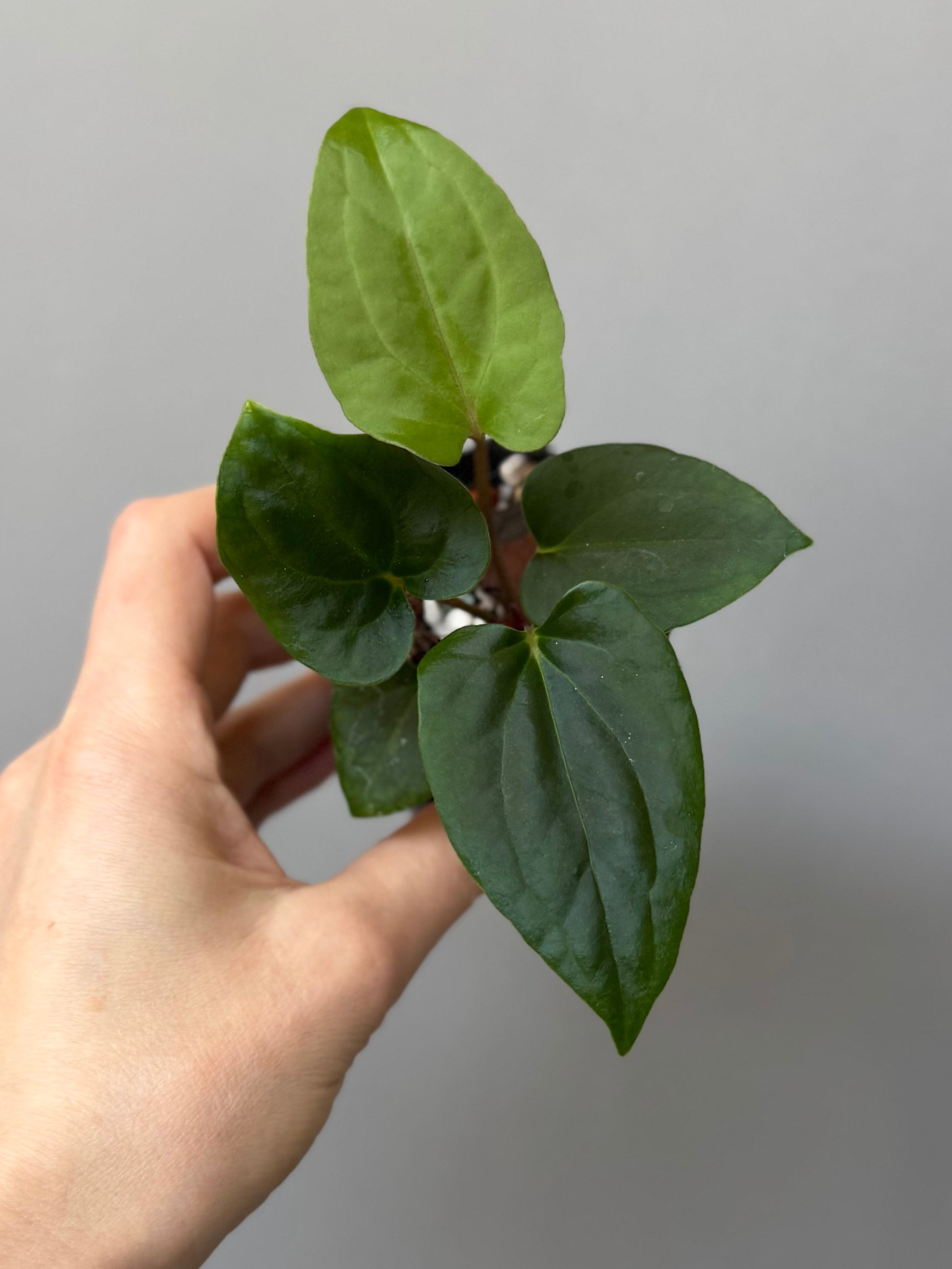 Anthurium ((BVEP x Portillae Dorito) x (Dark Phoenix x Goliath)) x (Fort Sherman x RVDP)