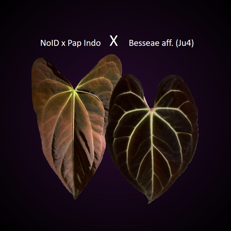 *NEW* Anthurium (NoID x pap Indo) x Besseae aff. - gekeimte Seeds