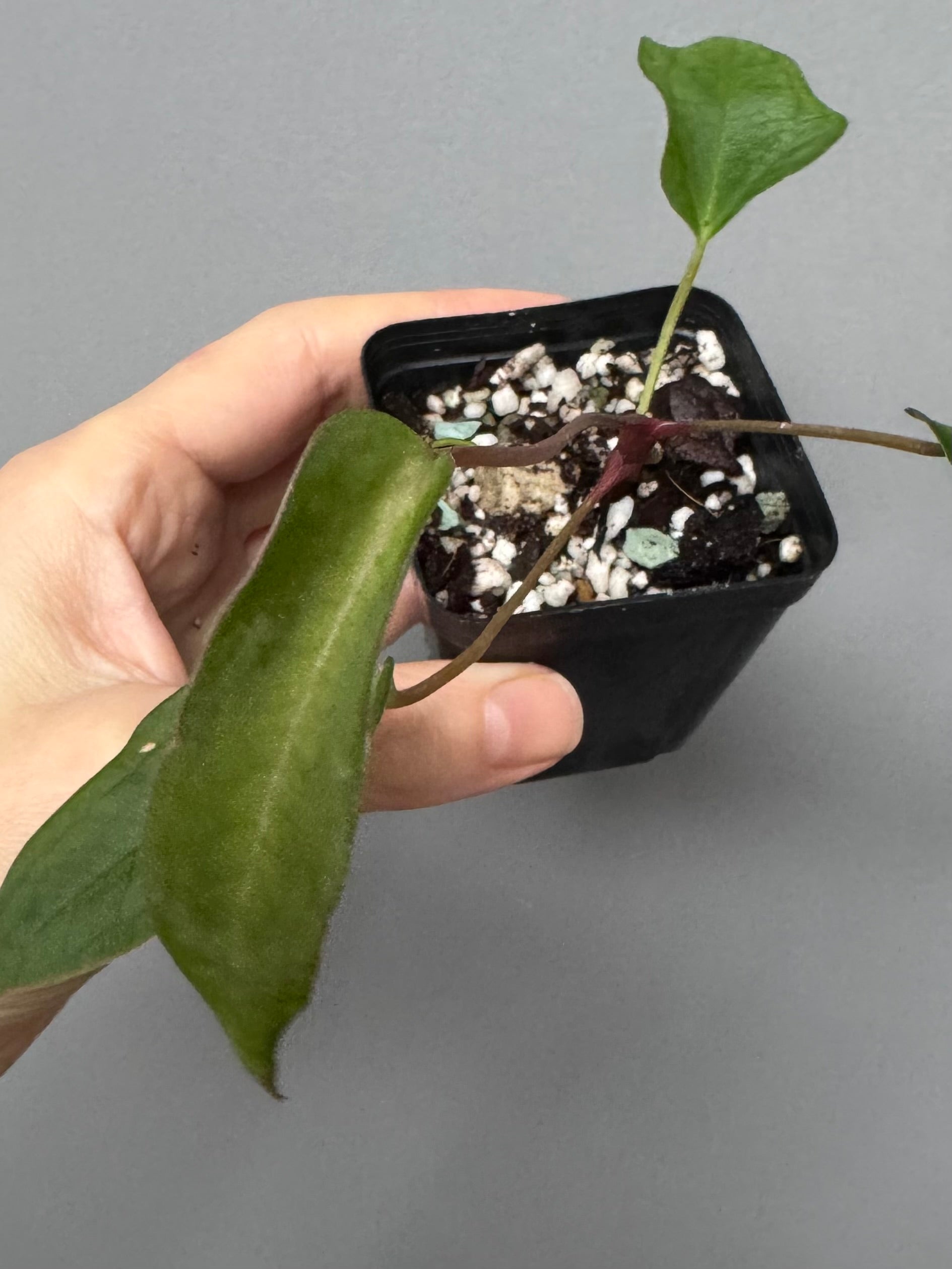 Anthurium (MagCrystal x NoID) x Papillilaminum