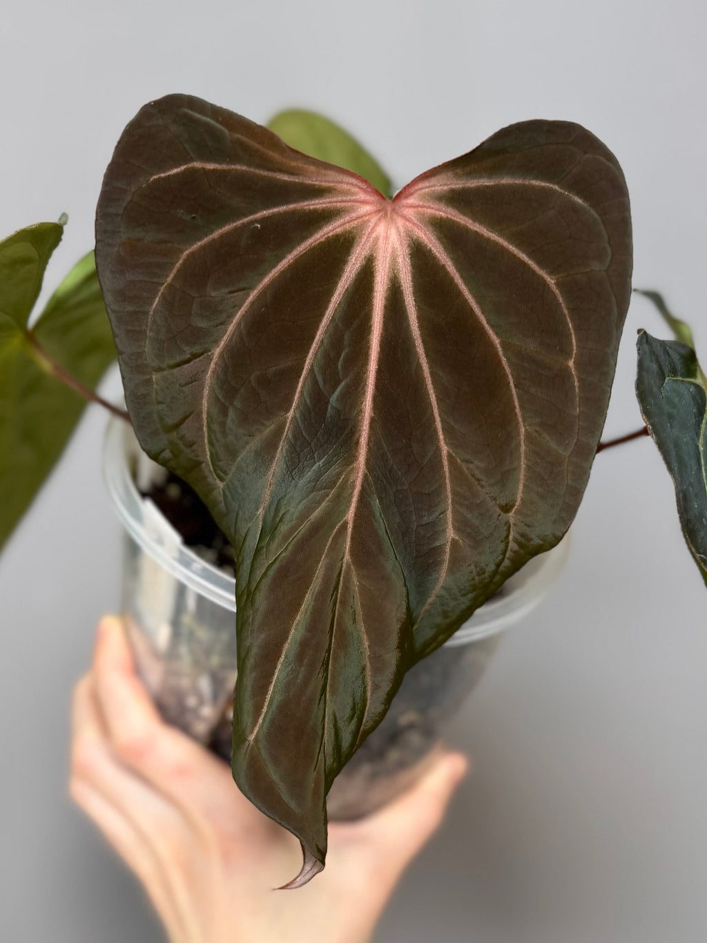 Anthurium ((RG Dressleri x Carlablackiae)xBVEP) X Carlablackiae C1