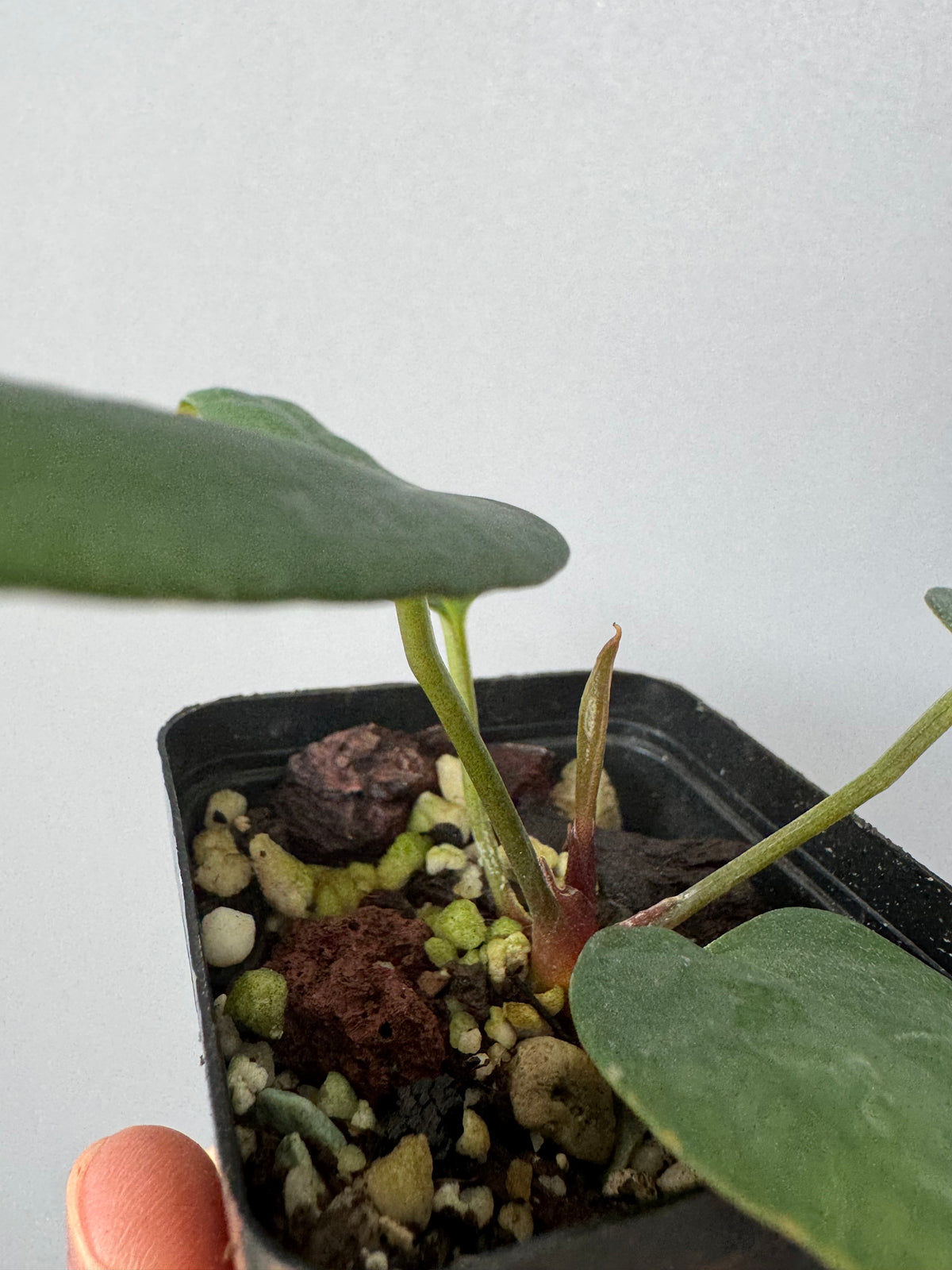 Anthurium portillae (NSE x Dorito) by max_aroids