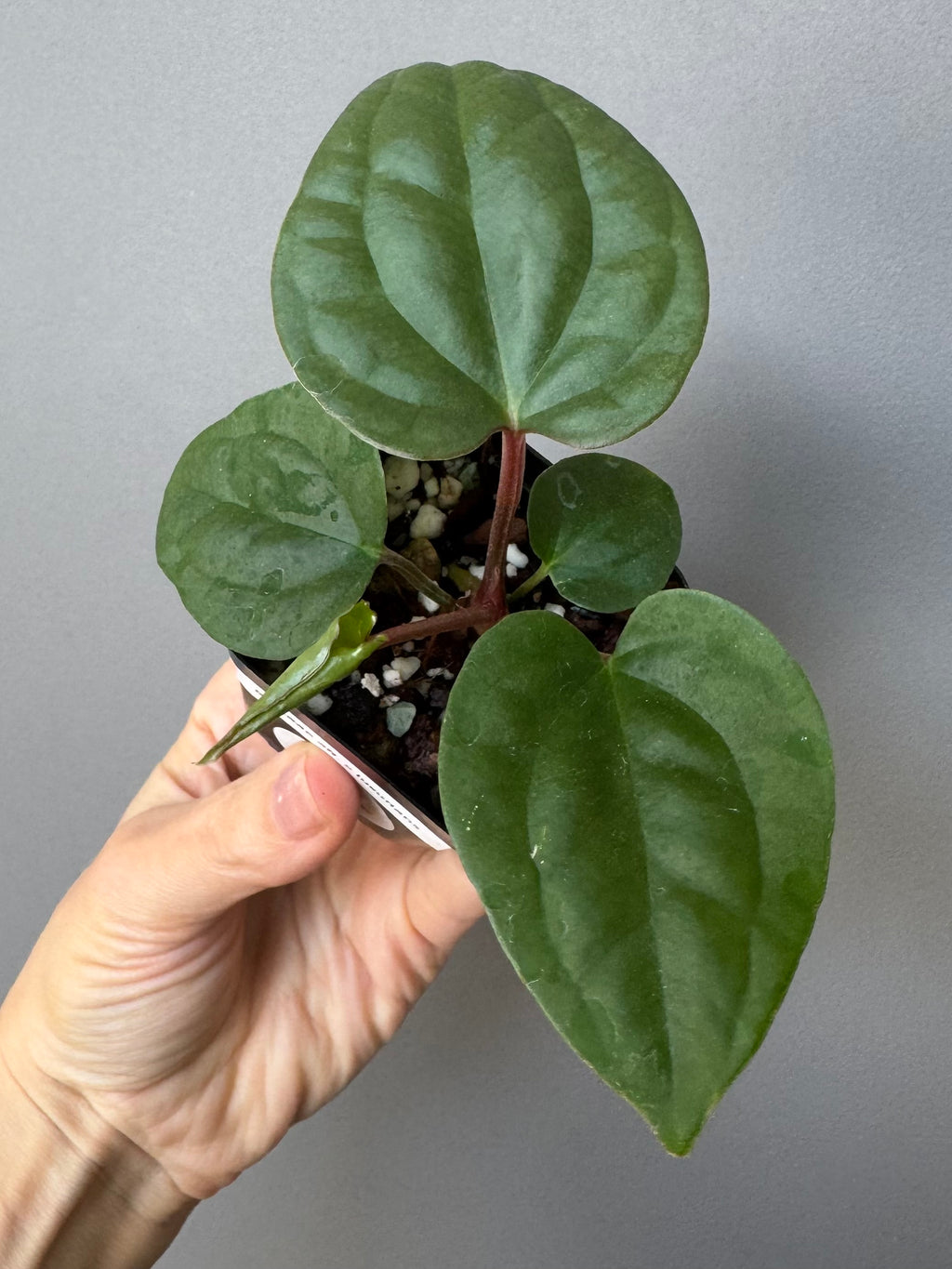 Anthurium Besseae aff. x luxurians