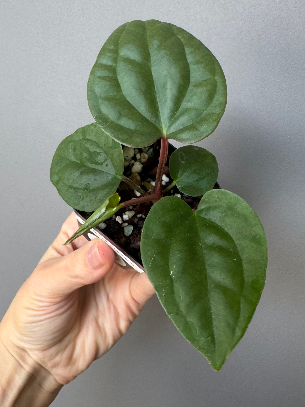 Anthurium Besseae aff. x luxurians