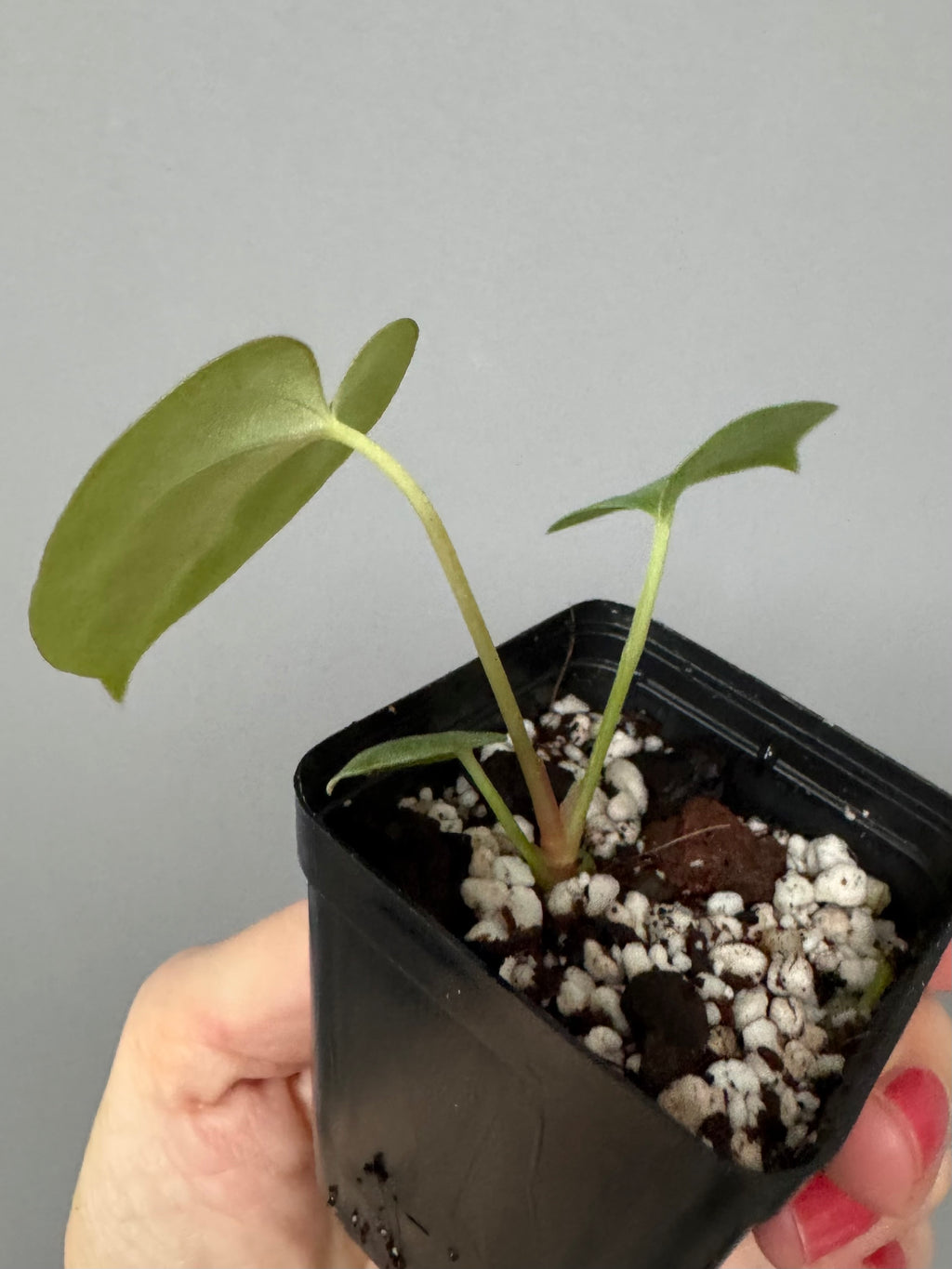 Papillilaminum K1xT5 - #2