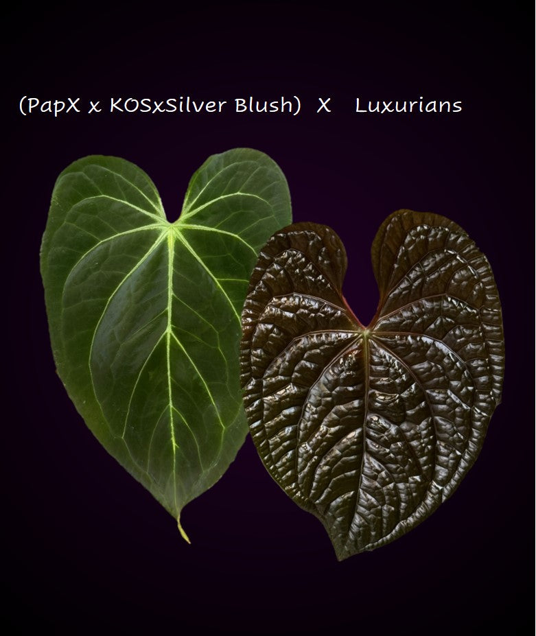 Anthurium (papillilaminum Hybrid x (KOS x Silver Blush)) X luxurians