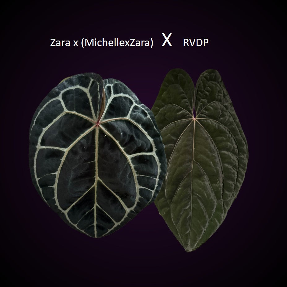 (Zara x (MxZ)) x  RVDP Clone - gekeimte Samen