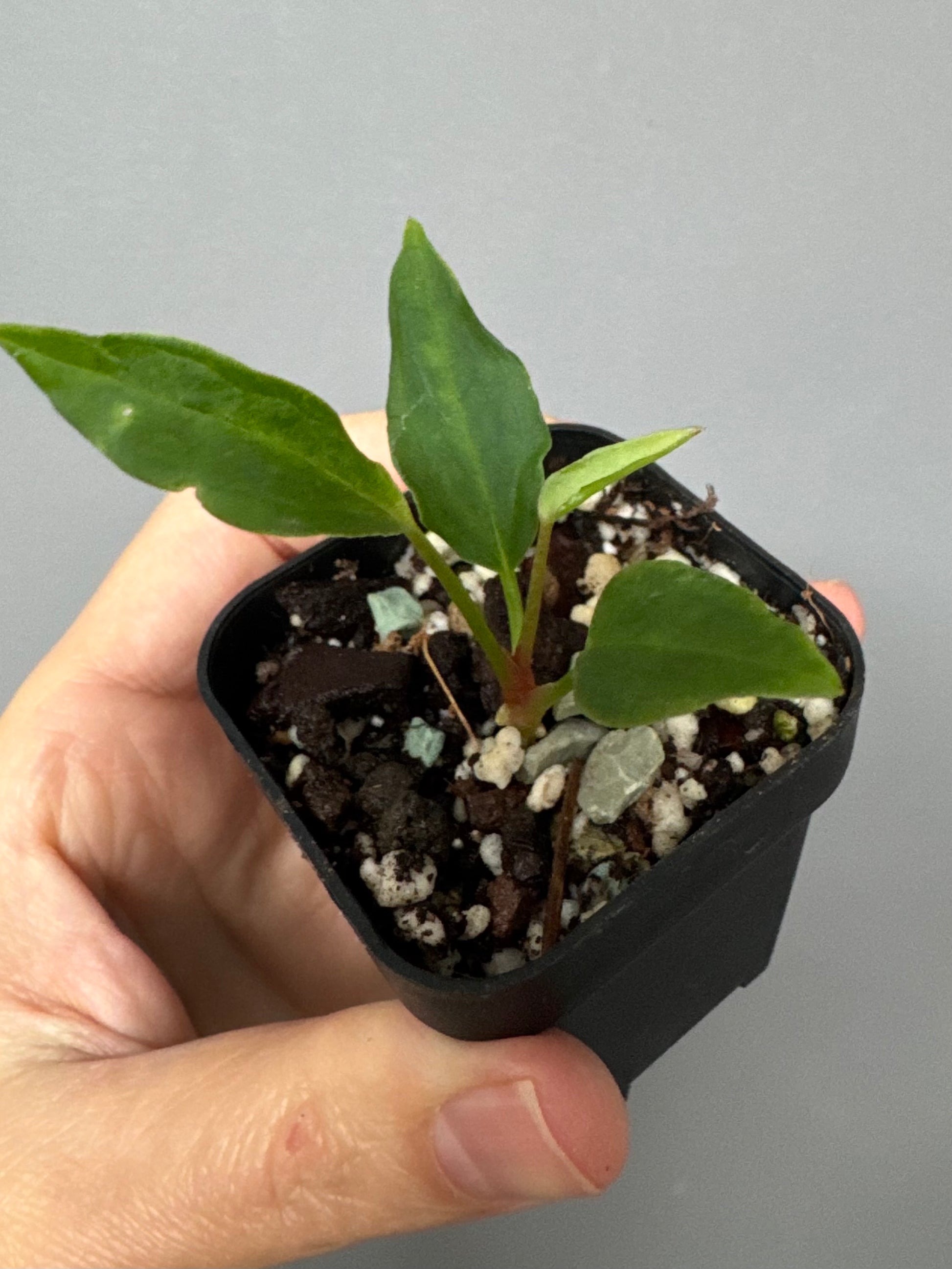 Anthurium ((magnificum x crystallinum) x NoID) X Papillilaminum - Mutation 2