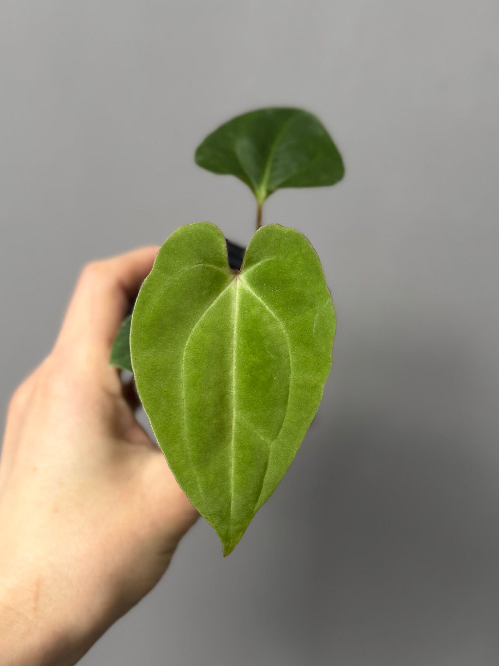 Anthurium Black Besseae aff. x BVEP (Chahrazade)