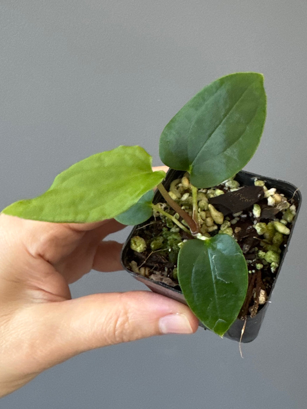 Anthurium BVEP ,Velvet Dream, x ((round x Felix) x Felix) by thelonelysanctuary