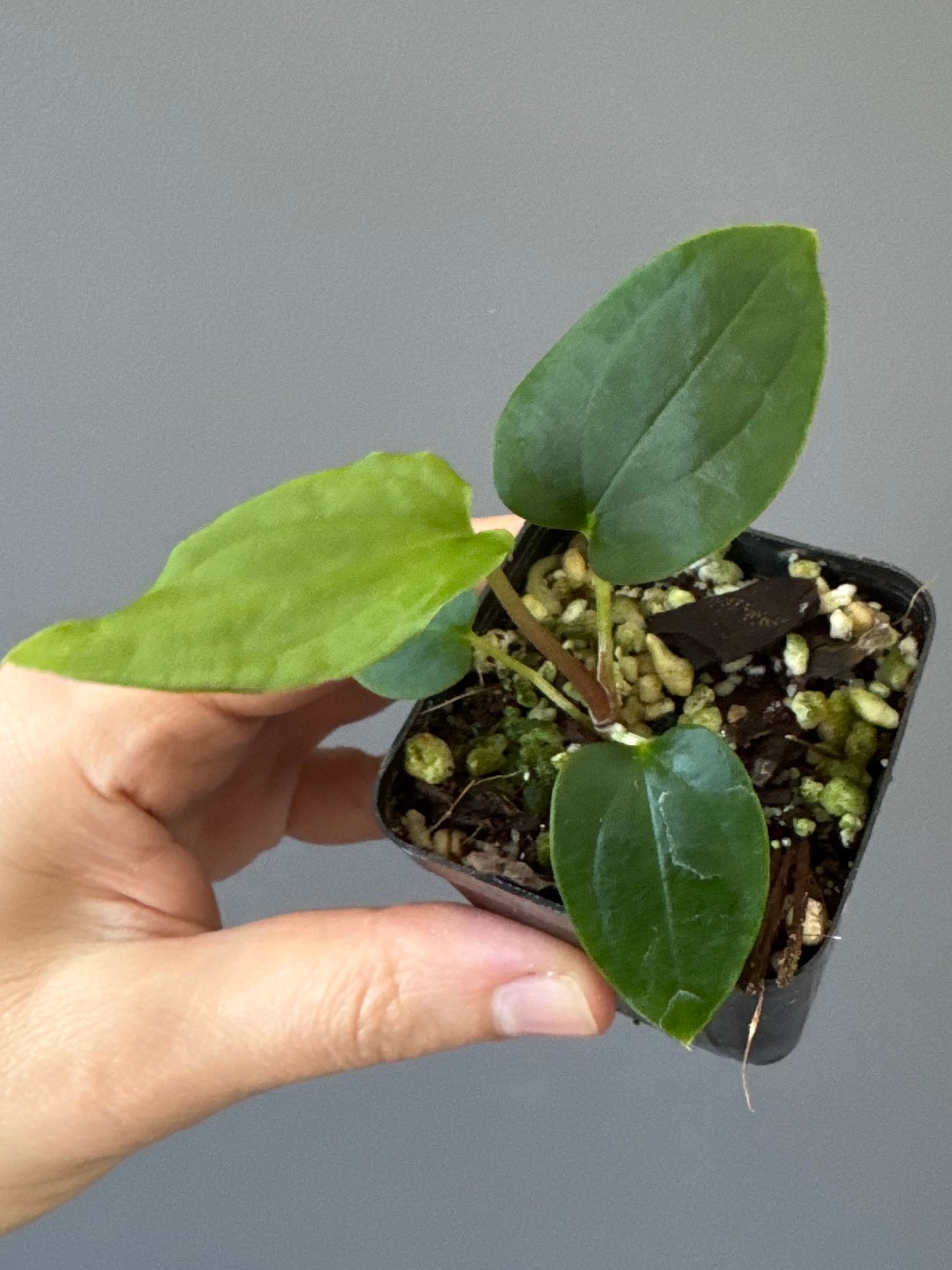 Anthurium BVEP ,Velvet Dream, x ((round x Felix) x Felix) by thelonelysanctuary