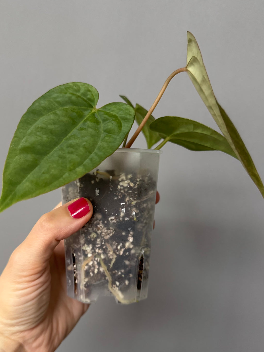 Anthurium Tezula AOS df x BVEP neon (Sarah/botanophile)