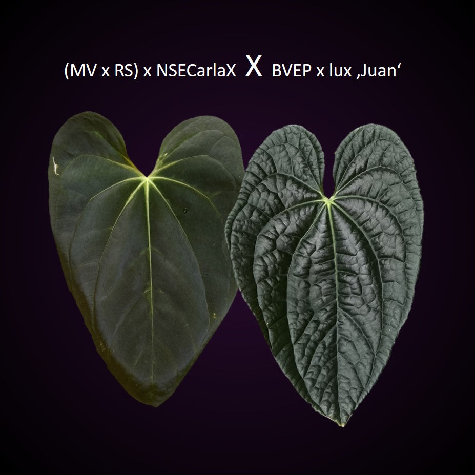 Anthurium ((Midnight Velvet x Red Studd) x NSE CarlaX) x (BVEP x Luxurians)