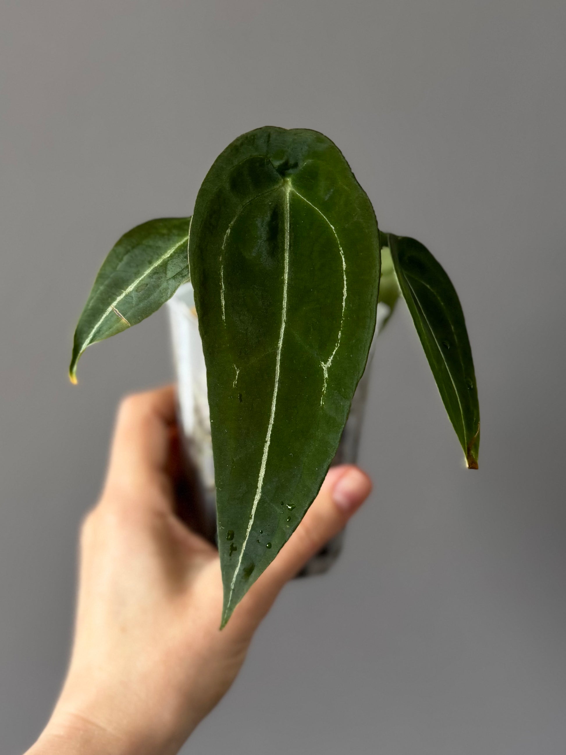 Anthurium forgetii long form