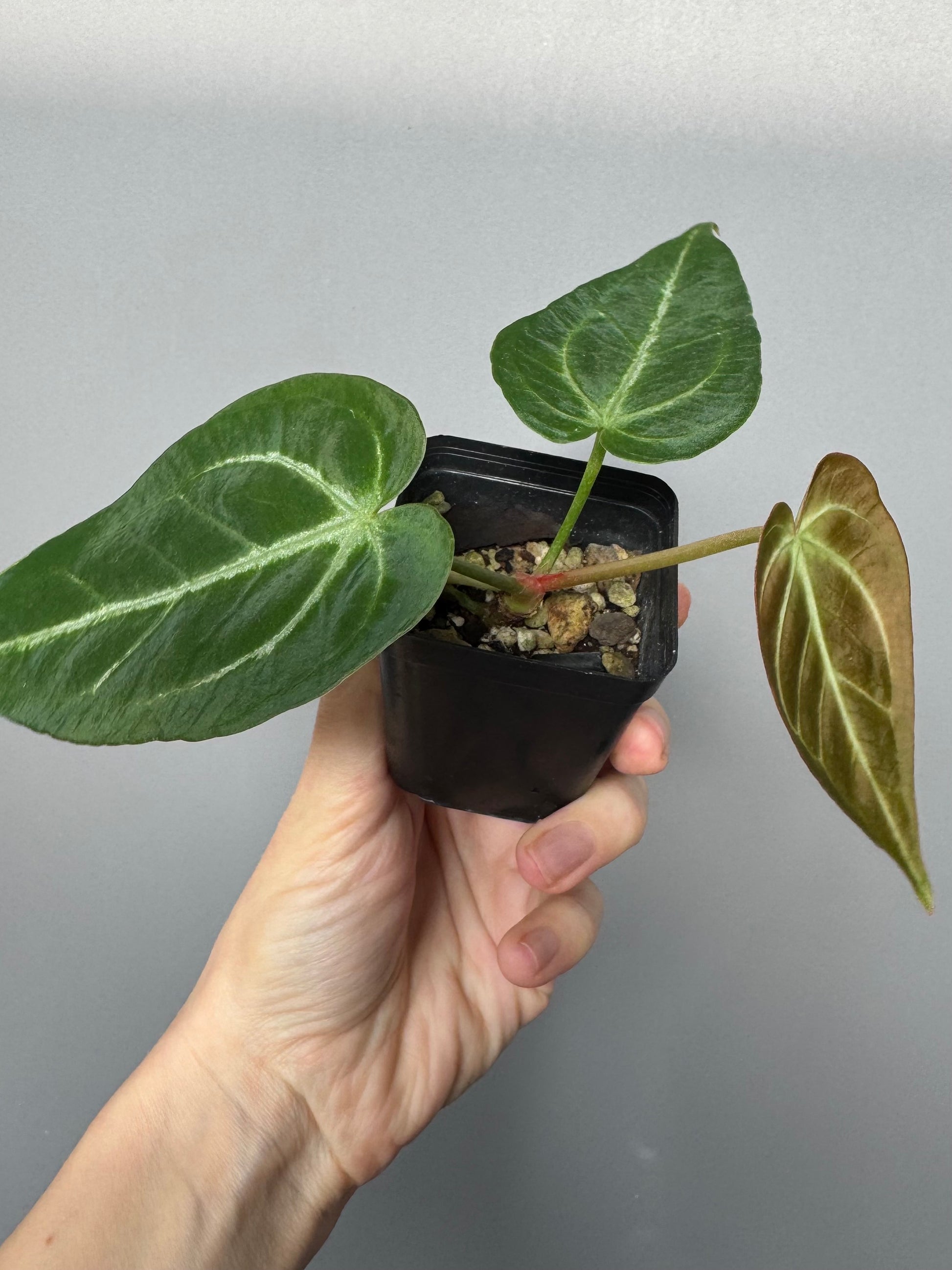 Anthurium magnificum