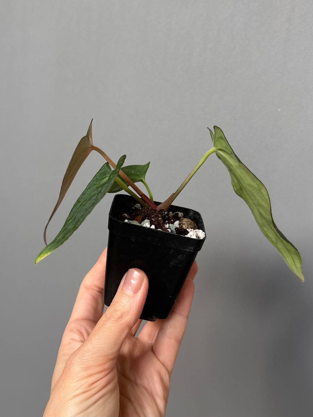 Anthurium ((RG Dressleri x Carlablackiae)xBVEP) X Carlablackiae C1 (‘Noir’)