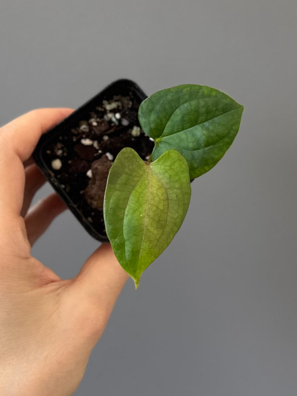 Anthurium papillilaminum Fort Sherman x RVDP (FSxRVDP)