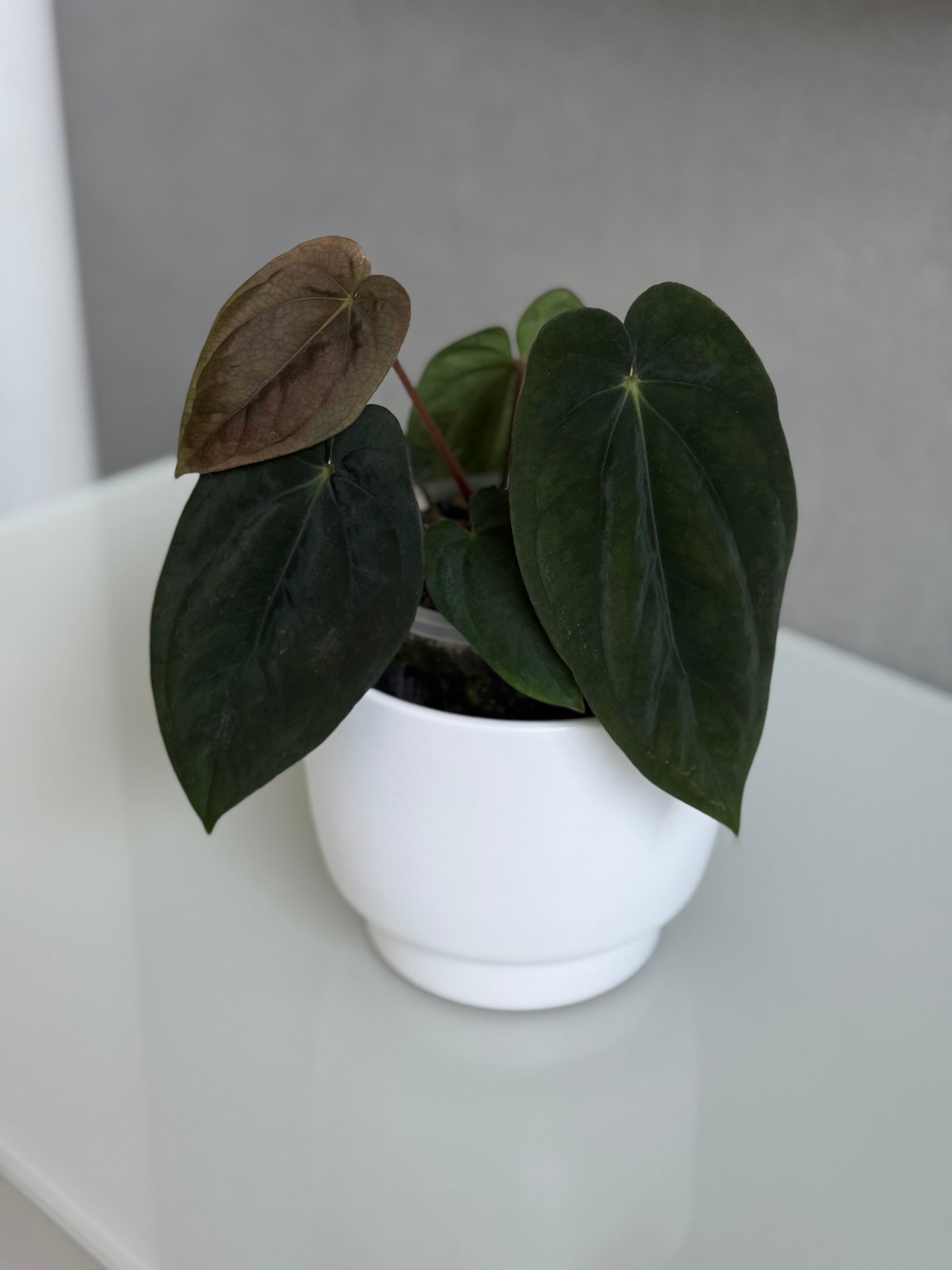 Anthurium Antolakii/ BVEP (Round x Felix) X Felix (Justin Jones / createdinagarden)