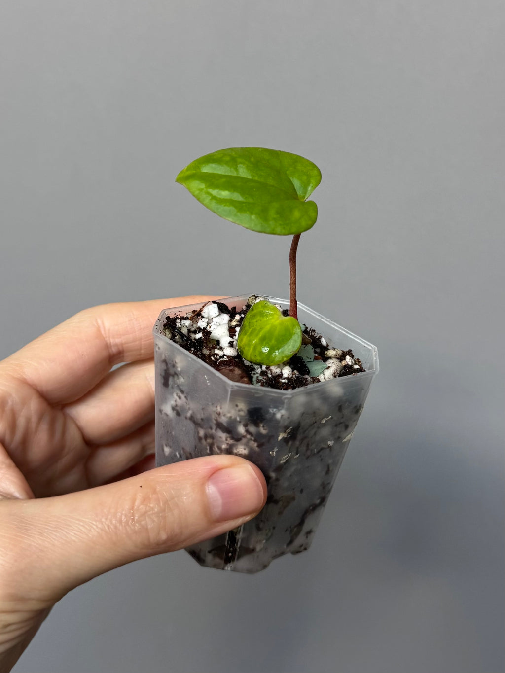 Anthurium RVDP - Red Vein Dark Phoenix Clone