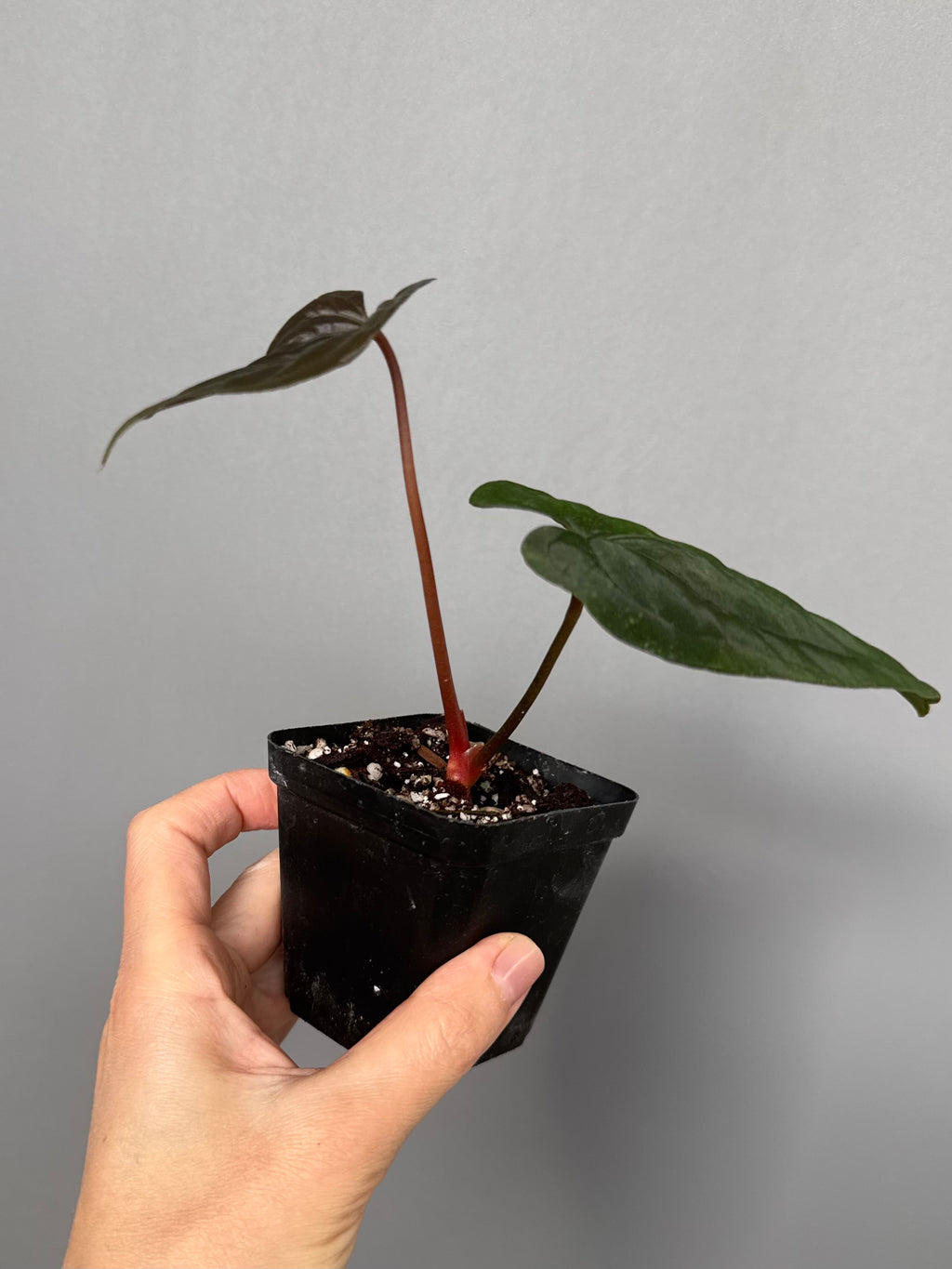 Anthurium Papillilaminum ‘Daniel’ clone