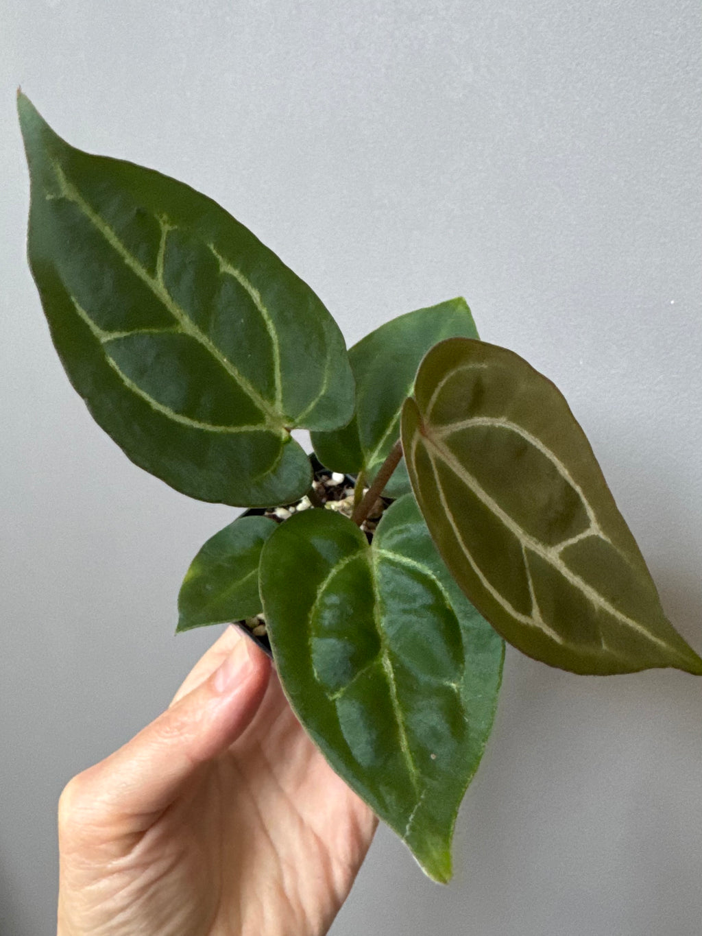 Anthurium crystallinum x (NSE Red Crystallinum x Carlablackiae)