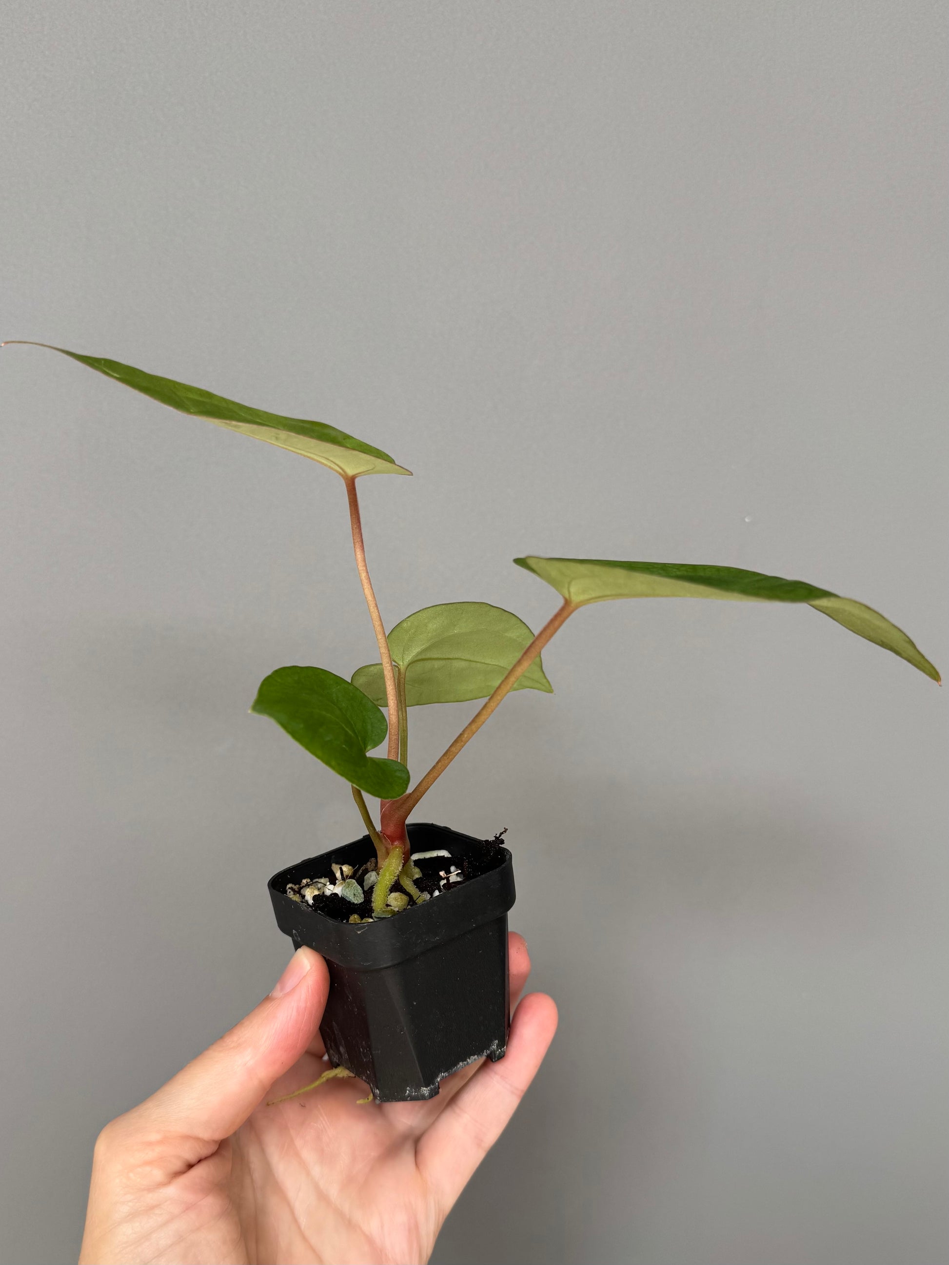 Anthurium Besseae aff. x M - Plant A