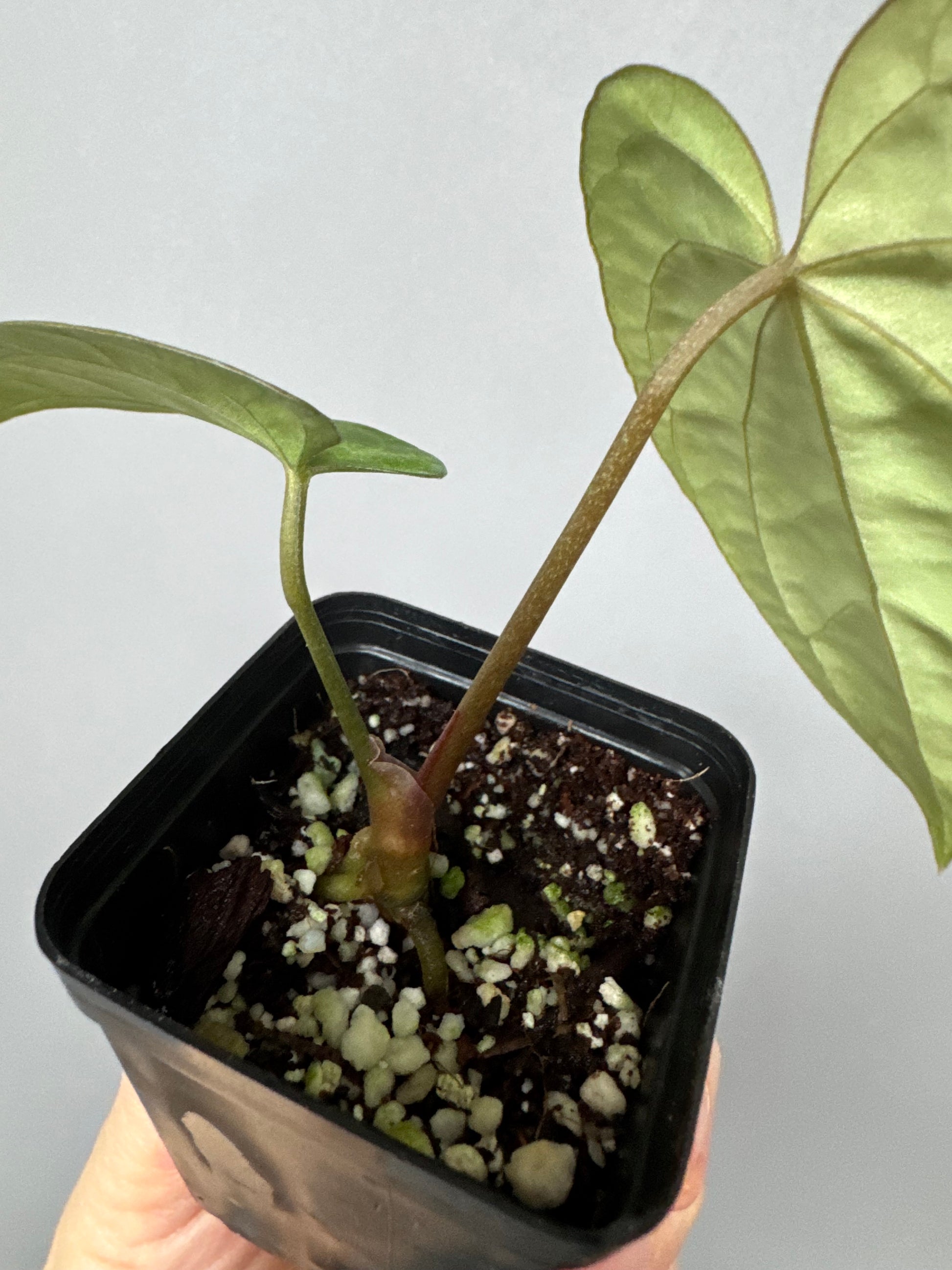 Anthurium Tezula AOS df x BVEP neon (Sarah/botanophile)