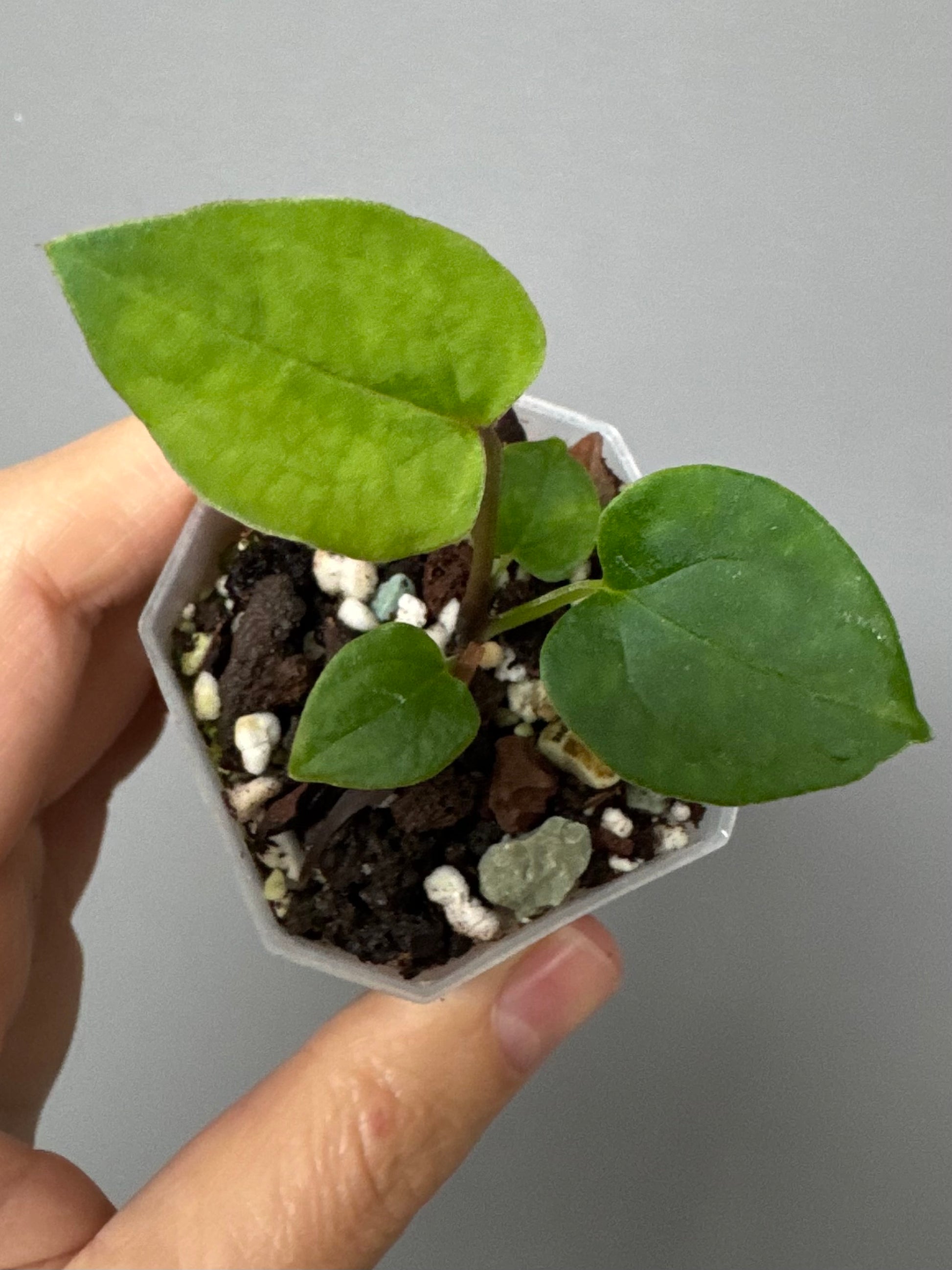 Midnight Velvet 'Deep Ruby' clone