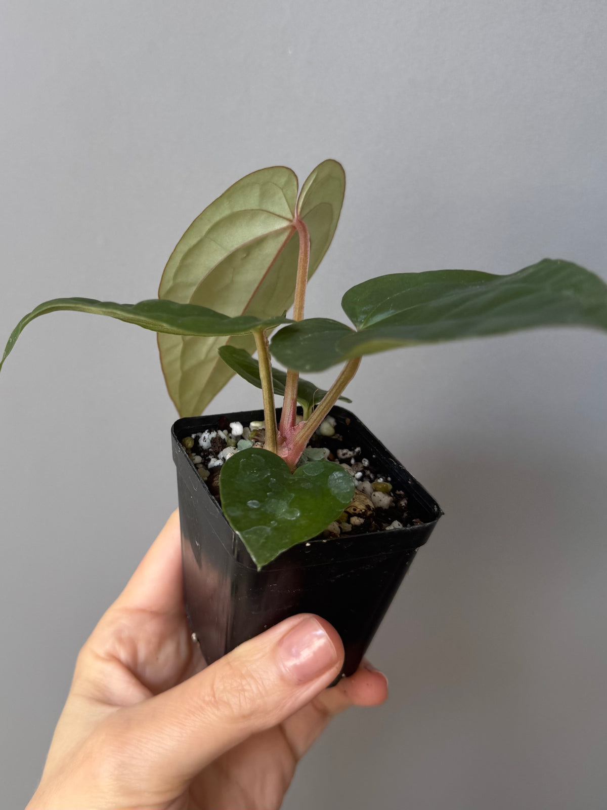 Anthurium ZxM x luxurians