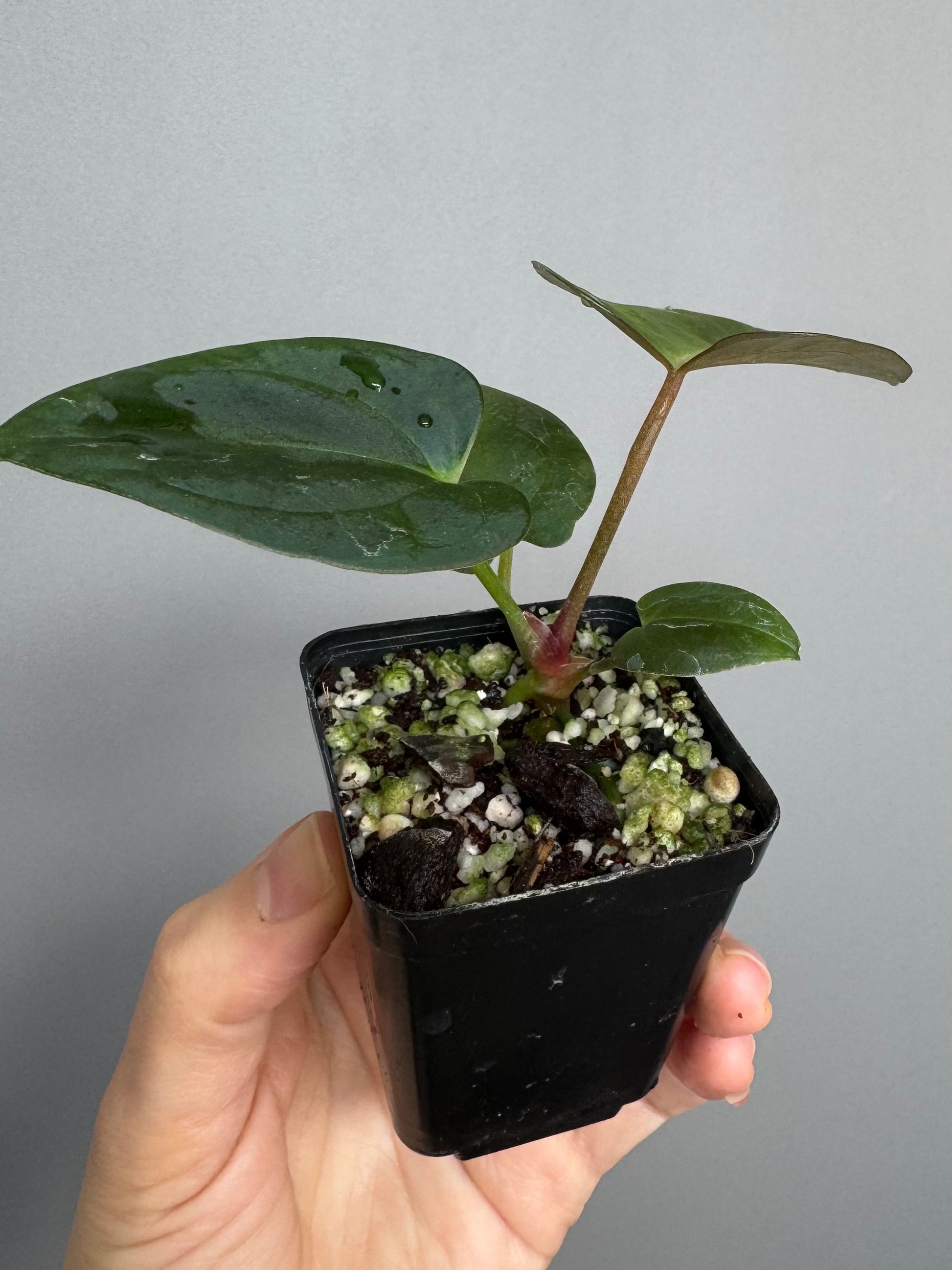 Anthurium papillilaminum x Darkest Panama (#3)
