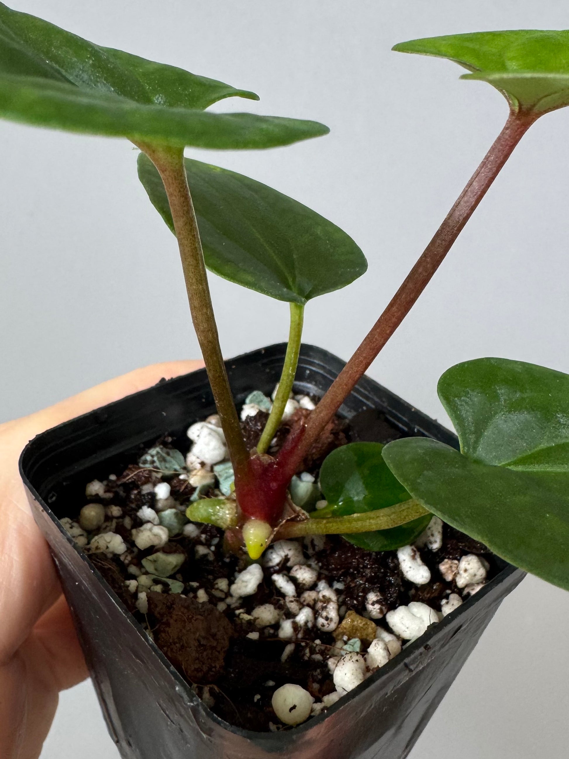 Anthurium ((BVEP x Portillae Dorito) x (Dark Phoenix x Goliath)) x (Fort Sherman x RVDP)