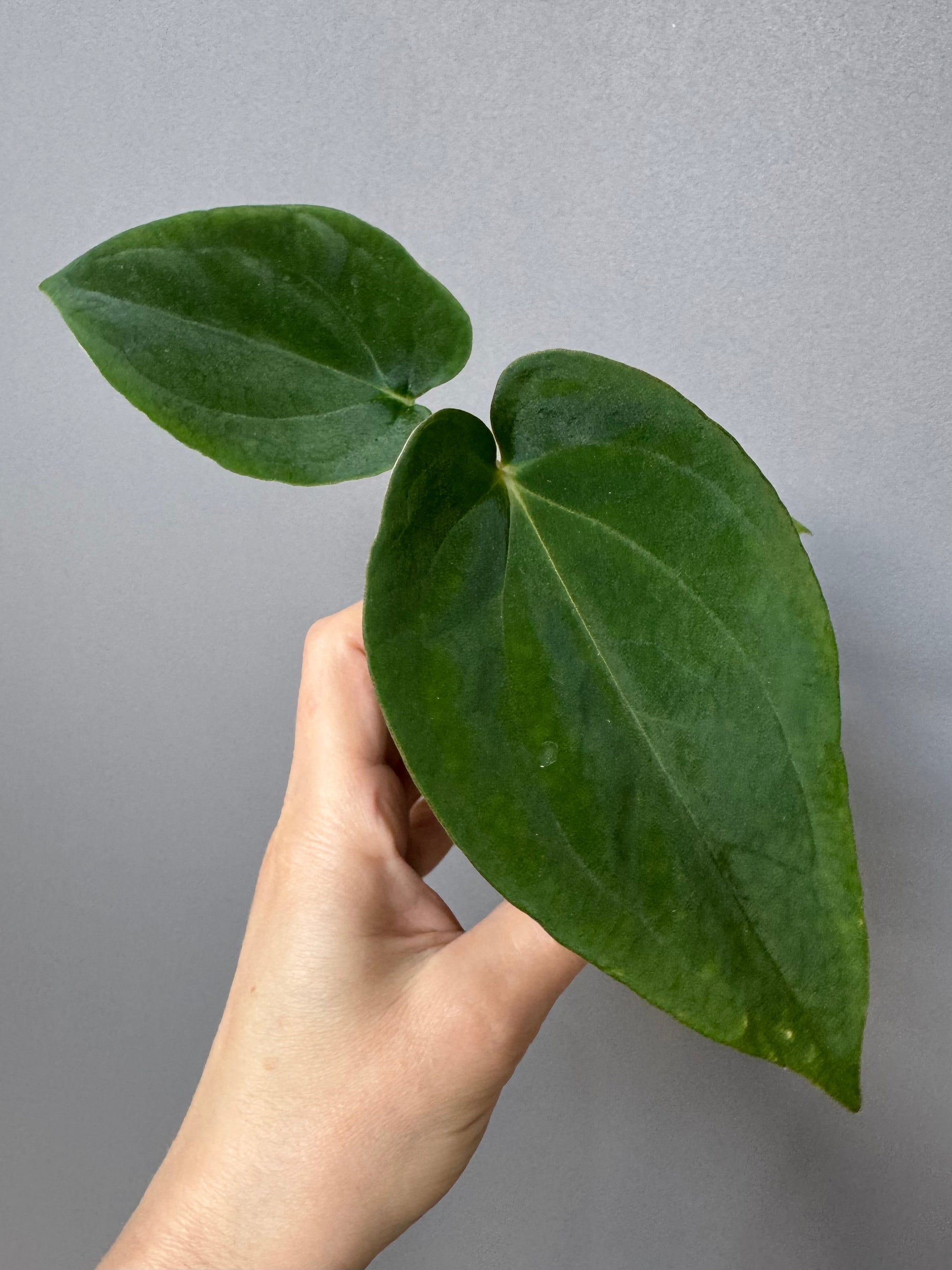 Anthurium (BVEP x portillae ‚Dorito‘) X papillilaminum H1 (by 4aroids)