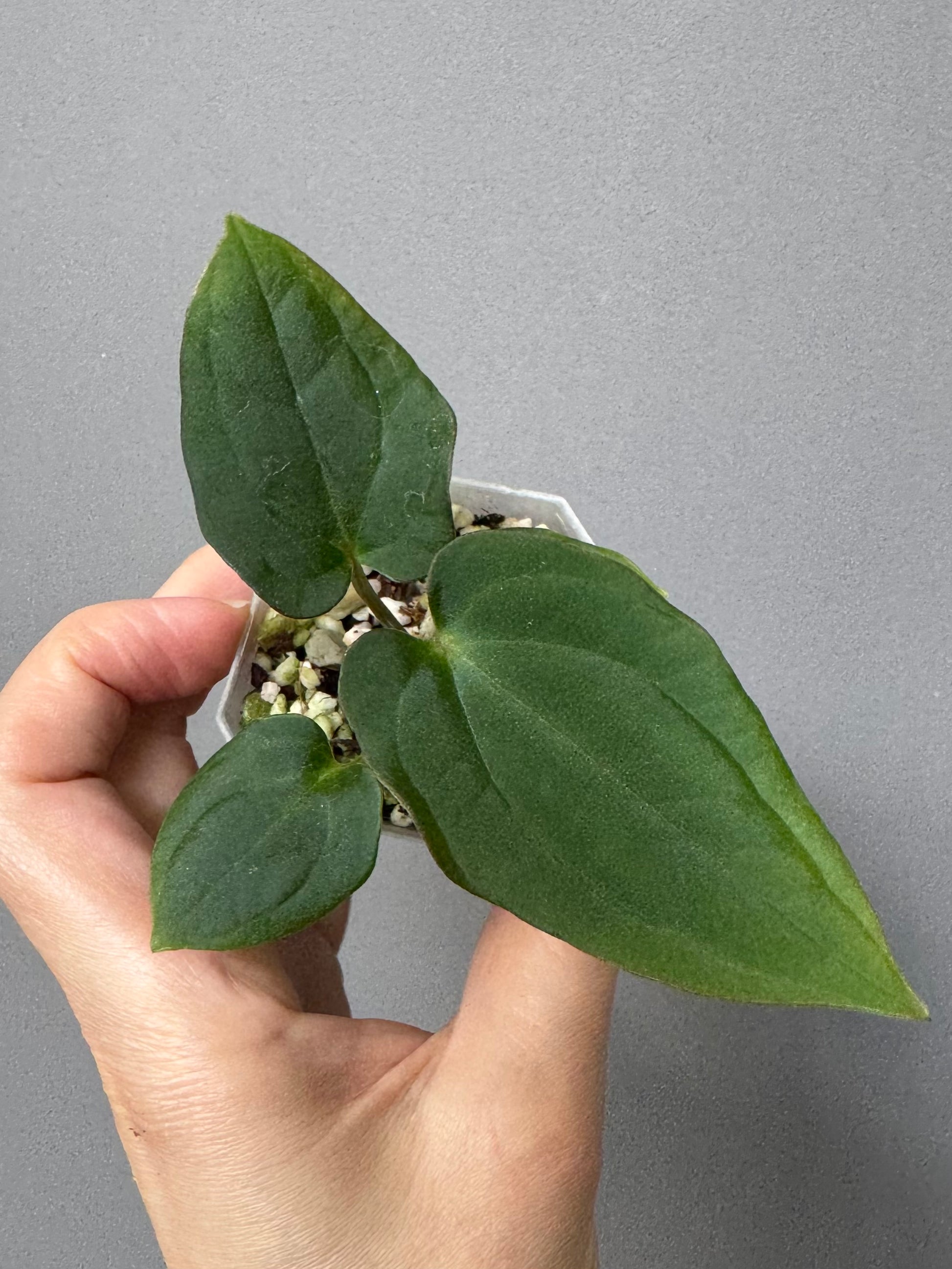 Anthurium BVEP x (Red Crystallinum x BVEP)