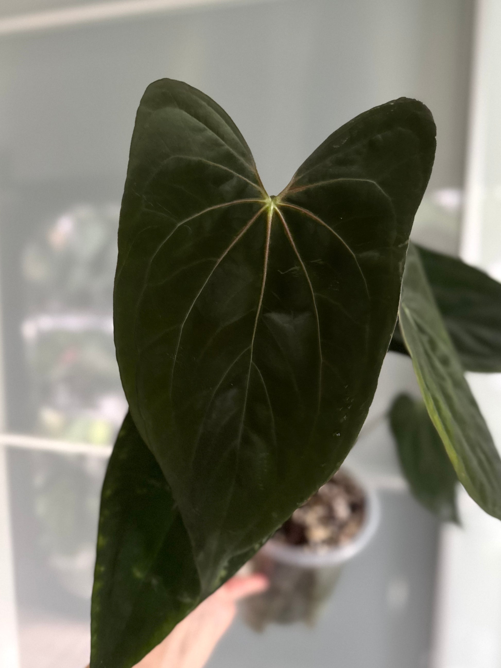 Anthurium ((papillilaminum Ralph Lynam x Fort Sherman) x carlablackiae) x RVDP (Maria)