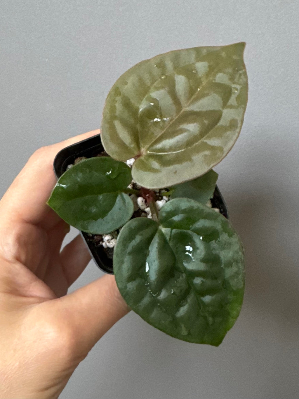 Anthurium ZxM x luxurians