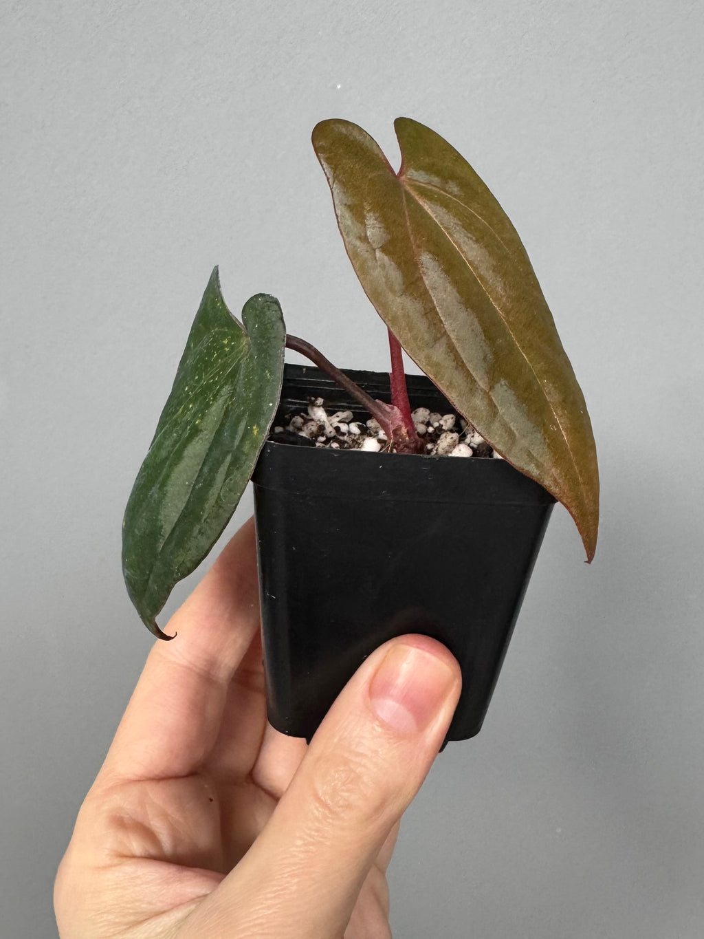 Anthurium RVDP - Red Vein Dark Phoenix - Klon