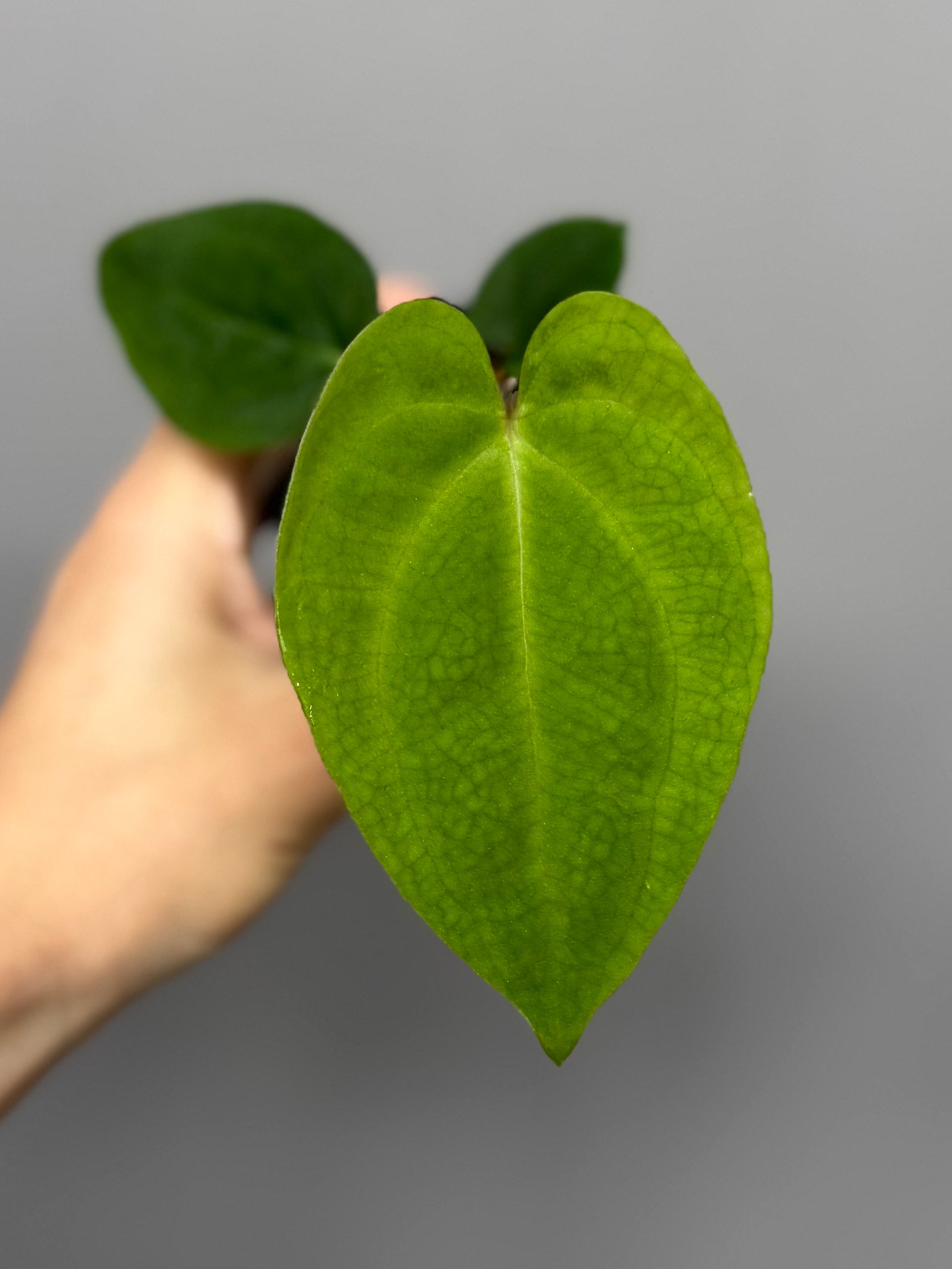 Anthurium besseae aff. x papillilaminum