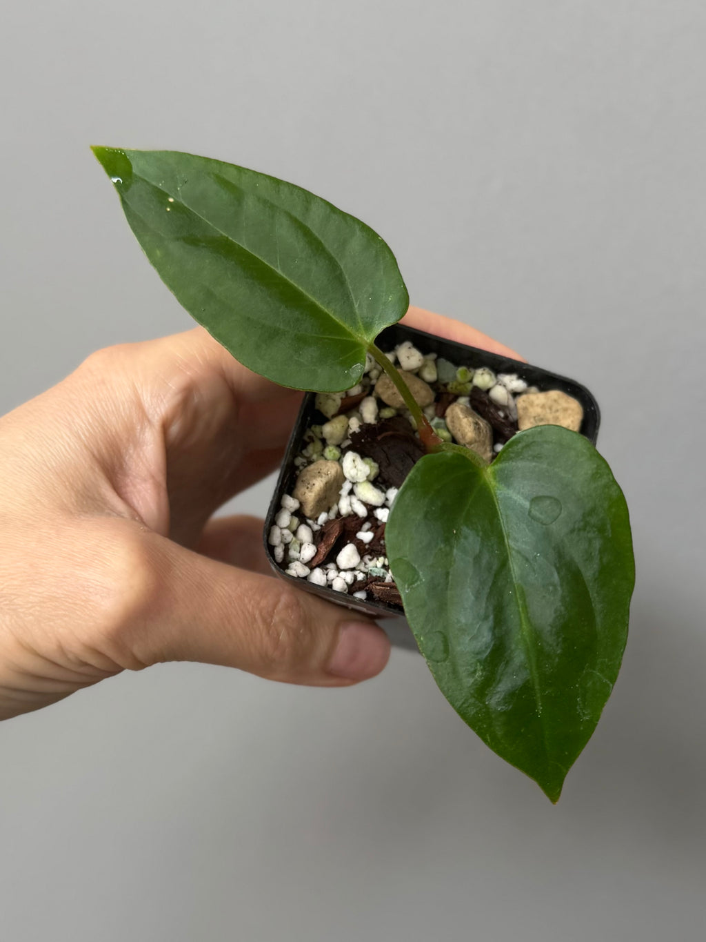 Anthurium Mr. Worldwide x (RG dress x Carla ‘Amanda’) (#2)