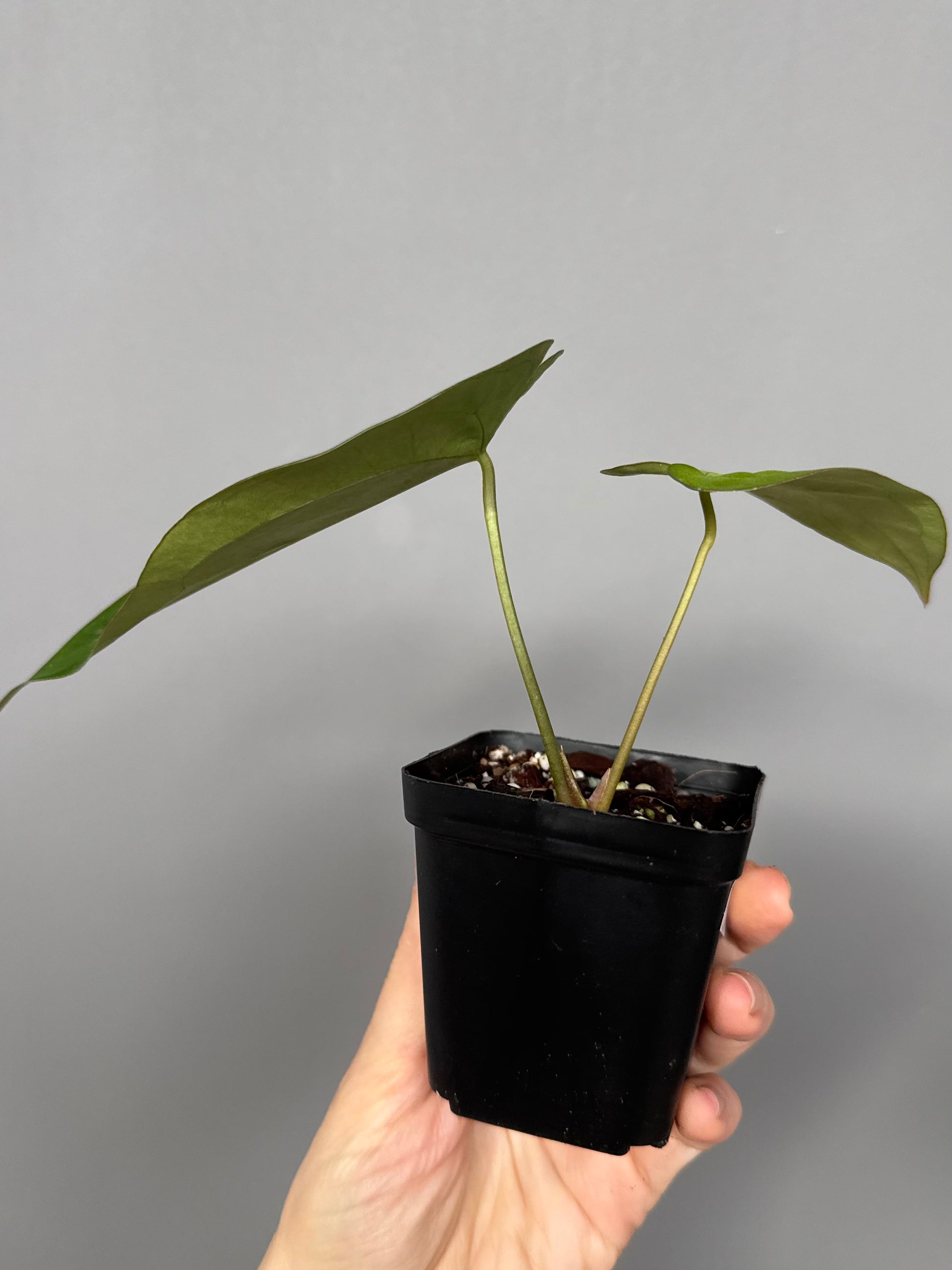 Anthurium magnificum x papillilaminum